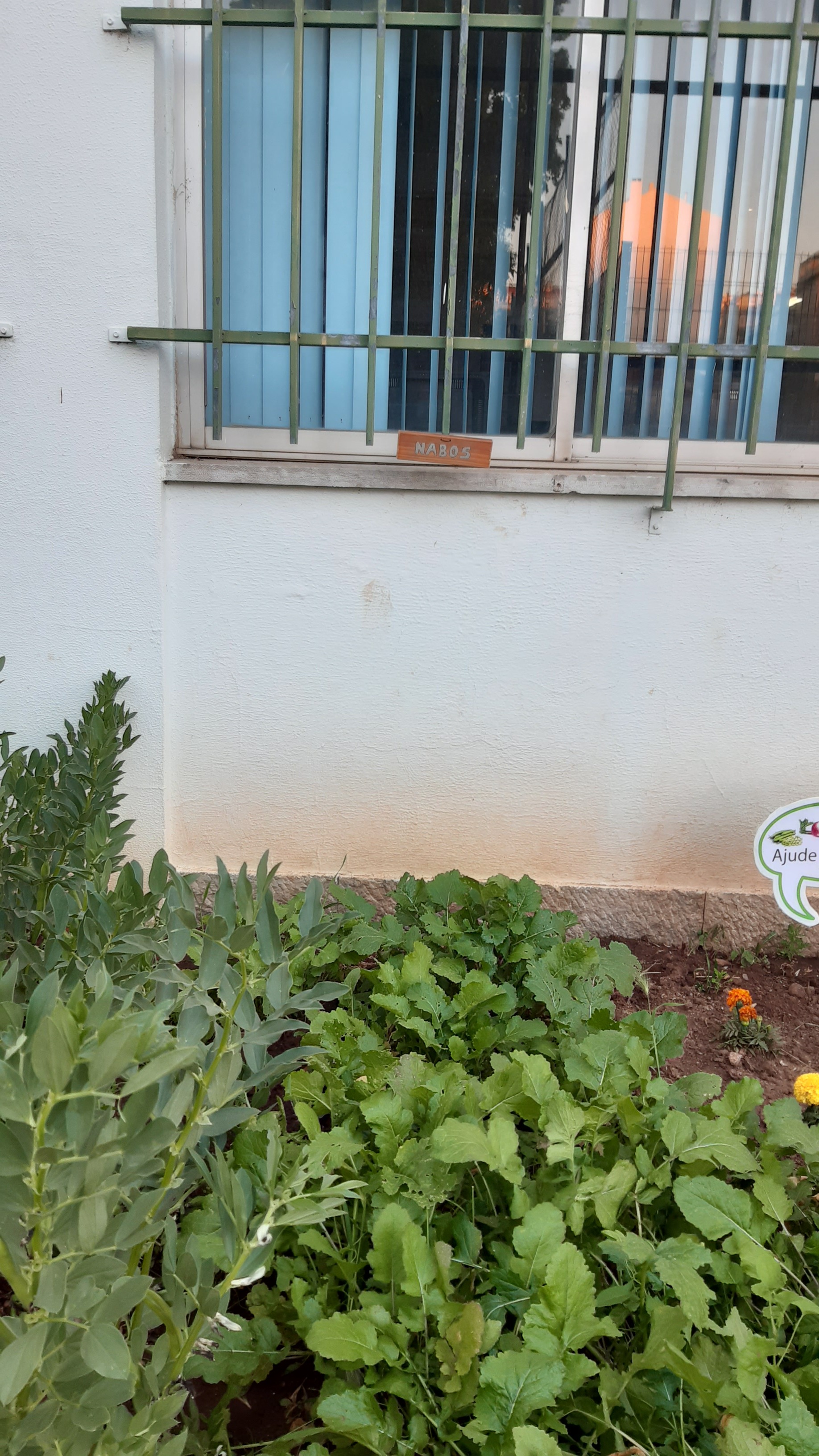 Os nabos da nossa horta