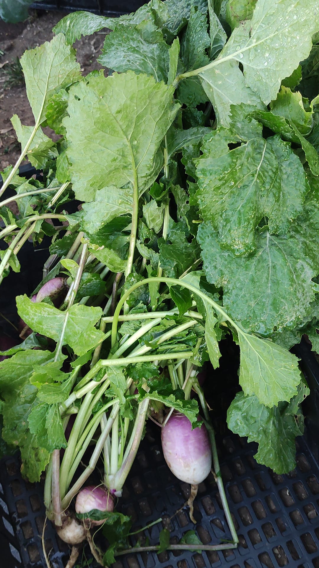 Produtos da nossa horta para doar