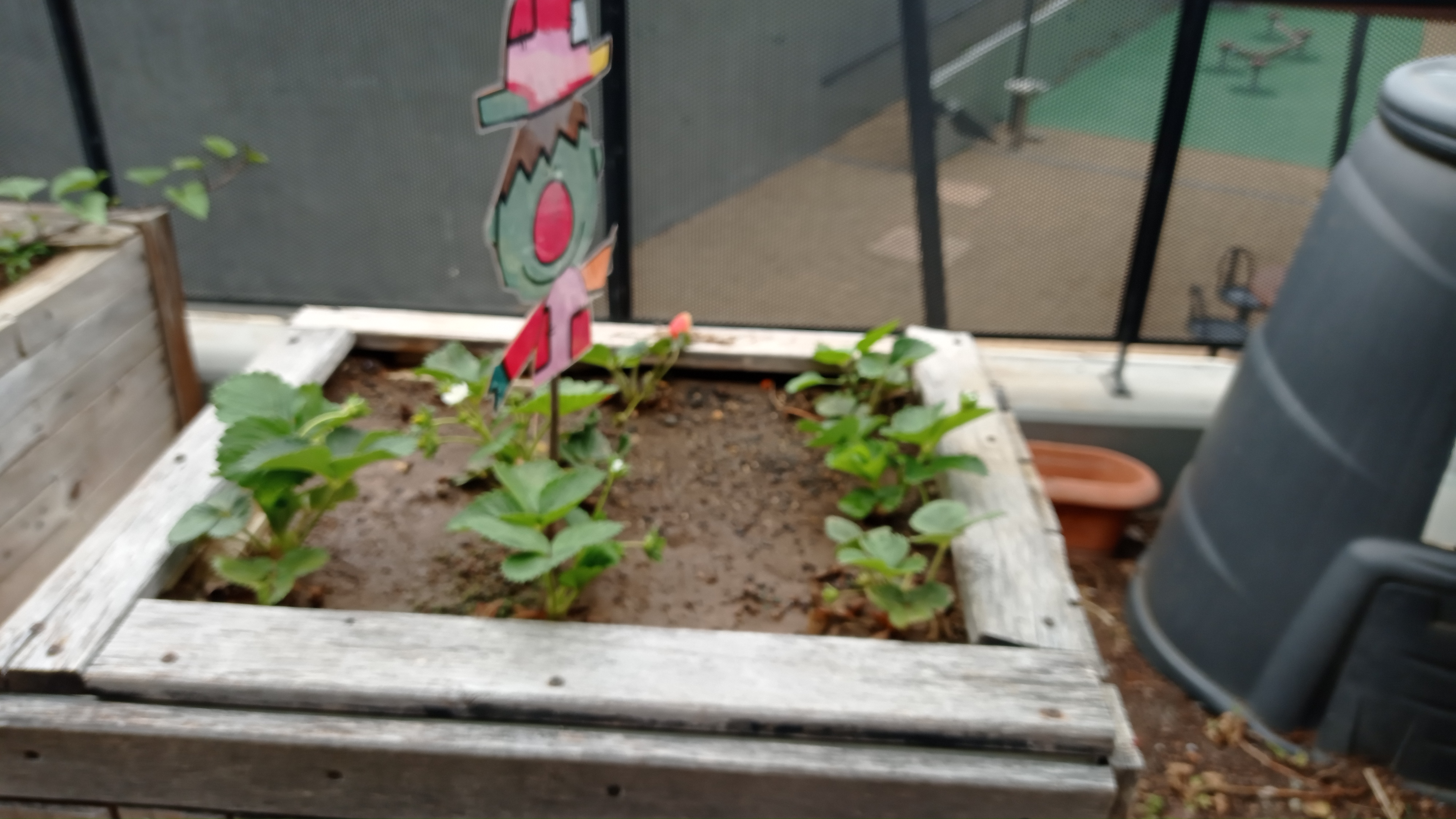 Plantações da horta