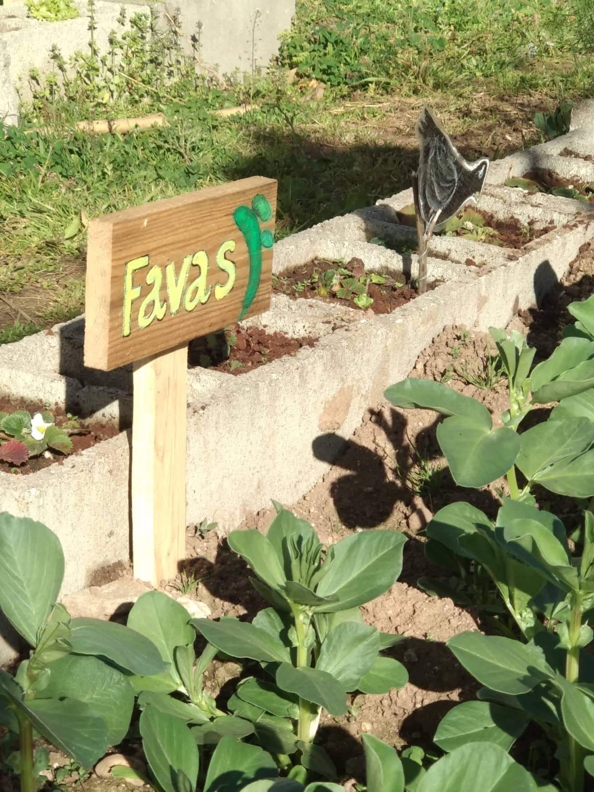 Canteiro das favas_início