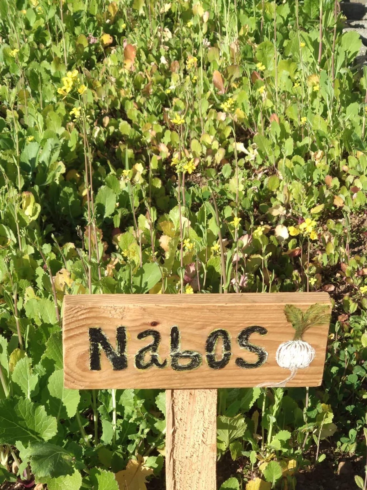 Canteiro com nabos