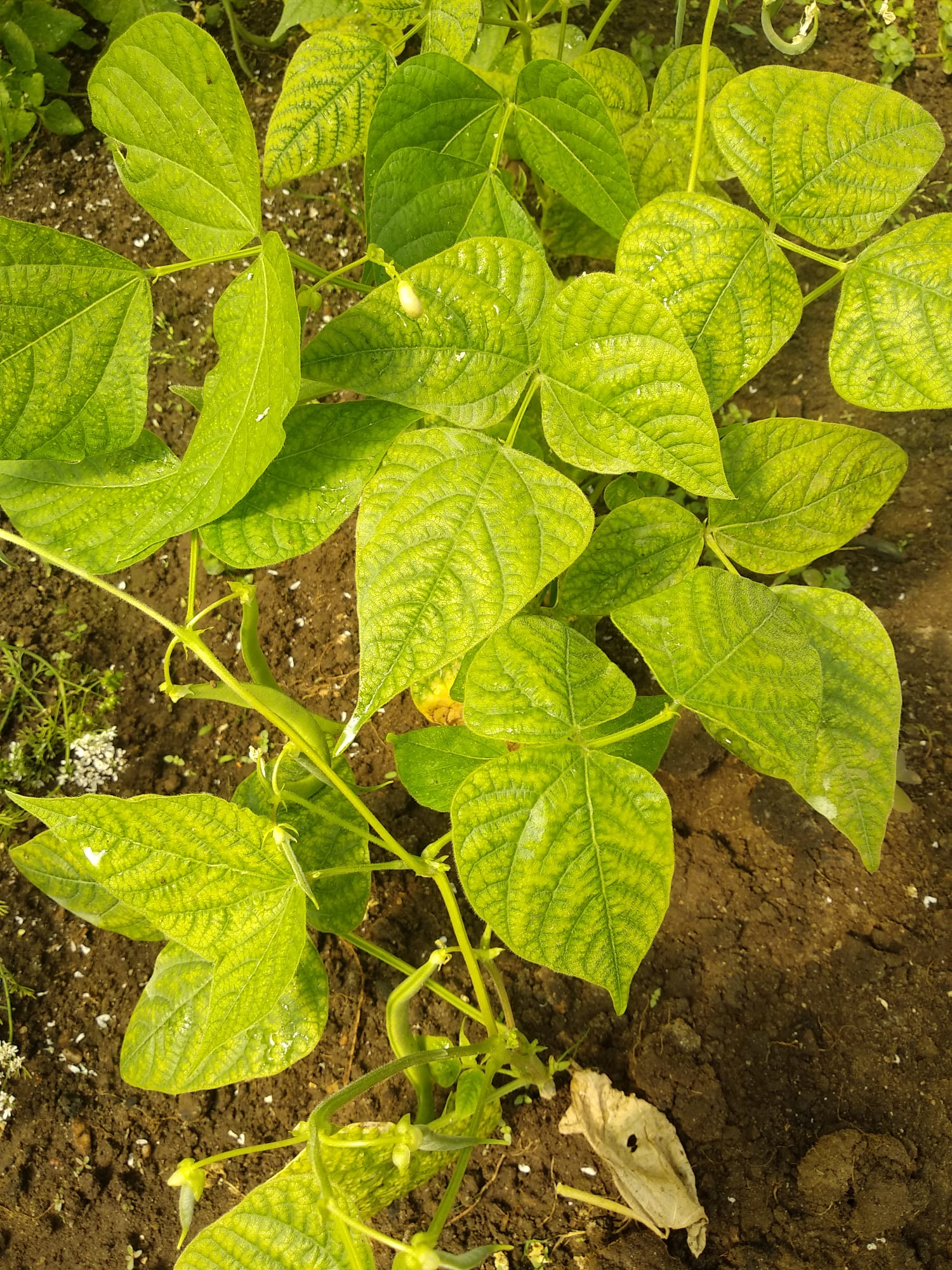 Feijão verde