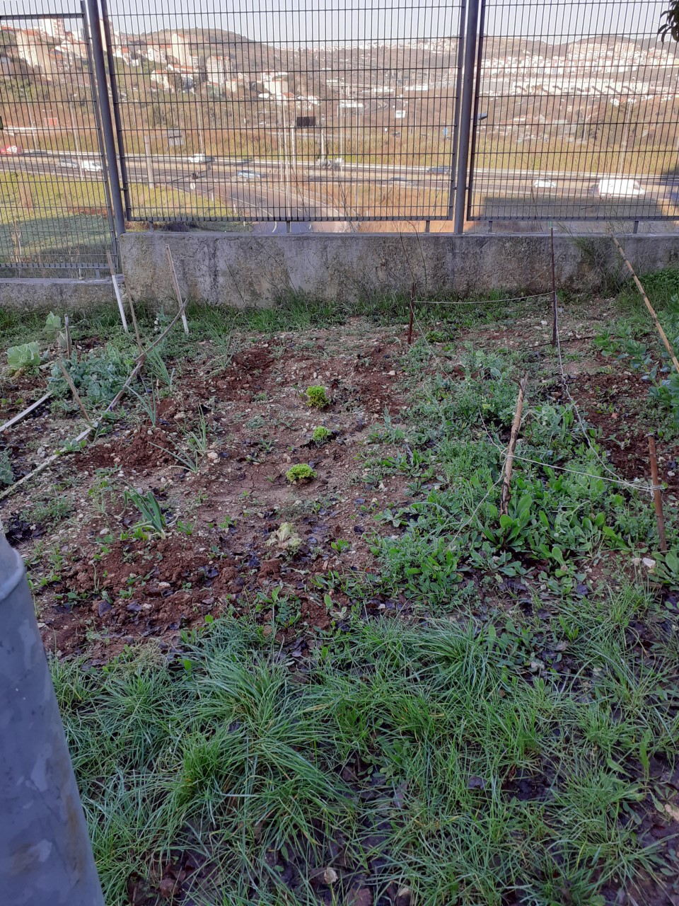 Alfaces- primeiras plantações