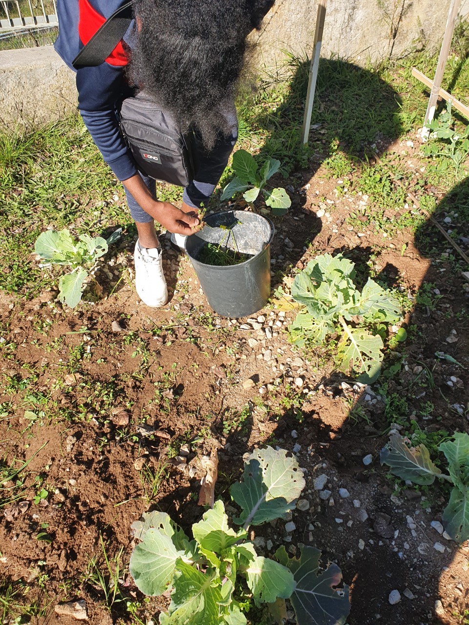 Hortaliças- primeiras plantações
