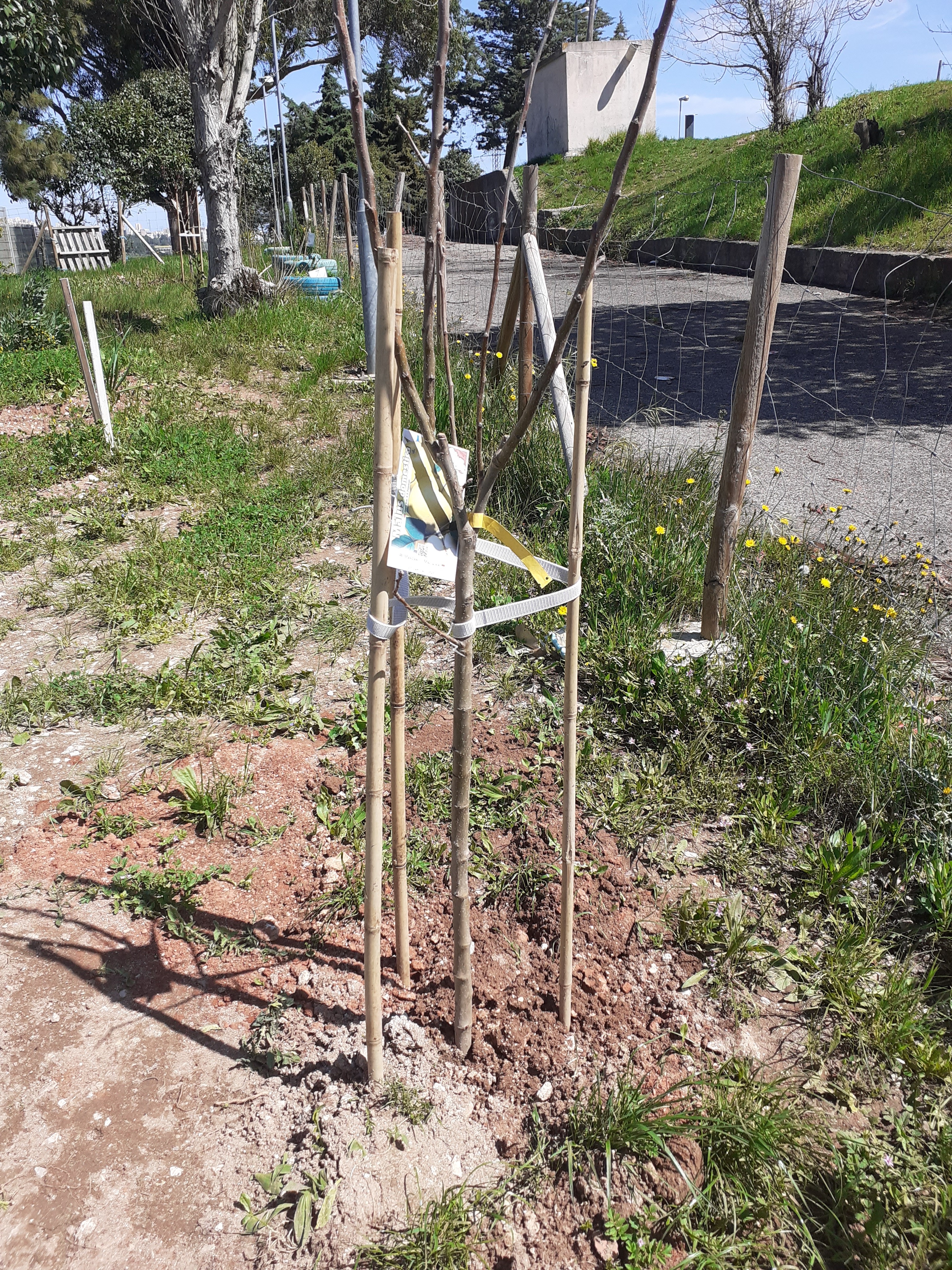 Macieira plantada para assinalar o Dia Mundial da Árvore.