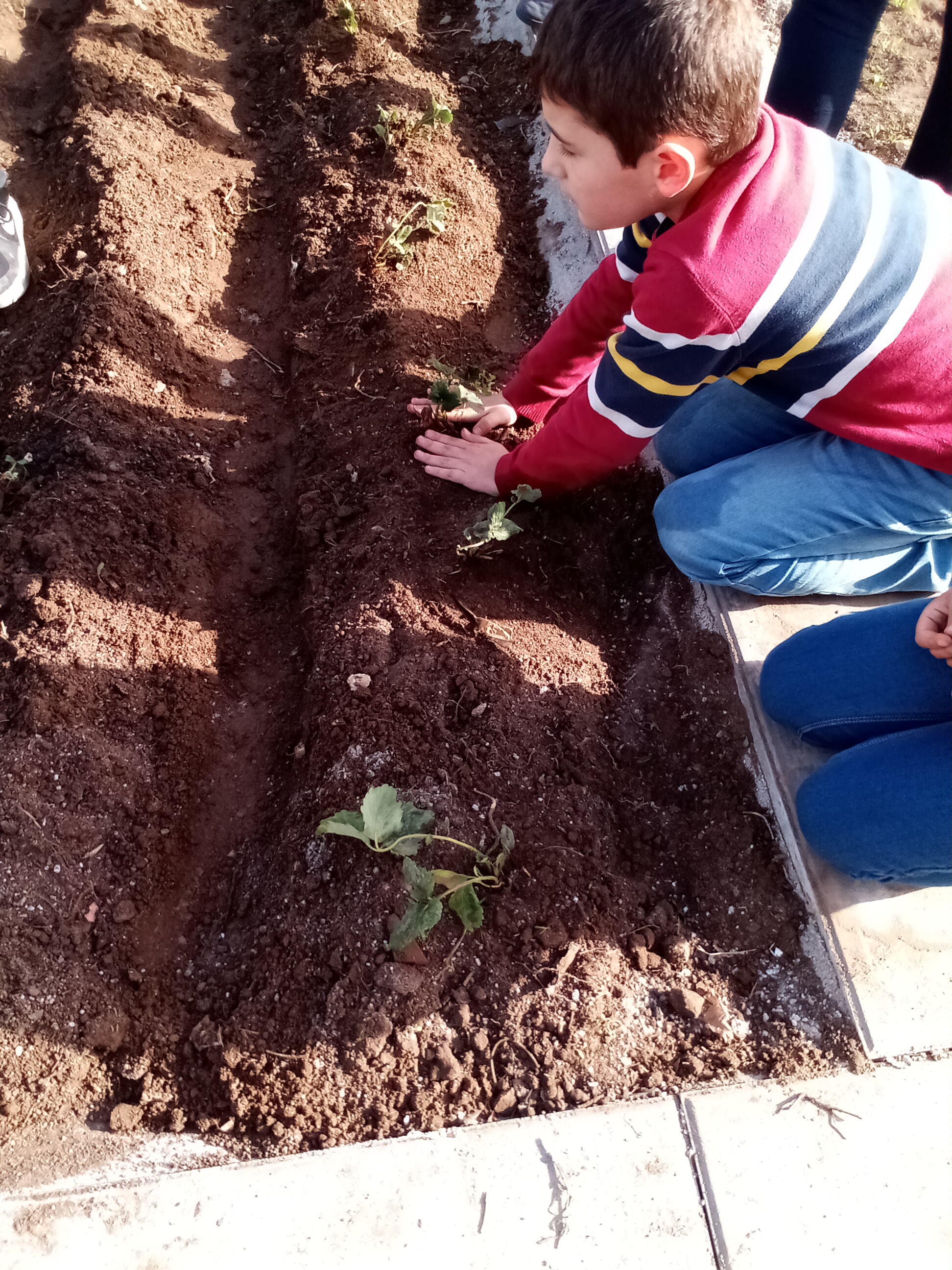 A plantar morangos que trouxe o avô de um aluno.