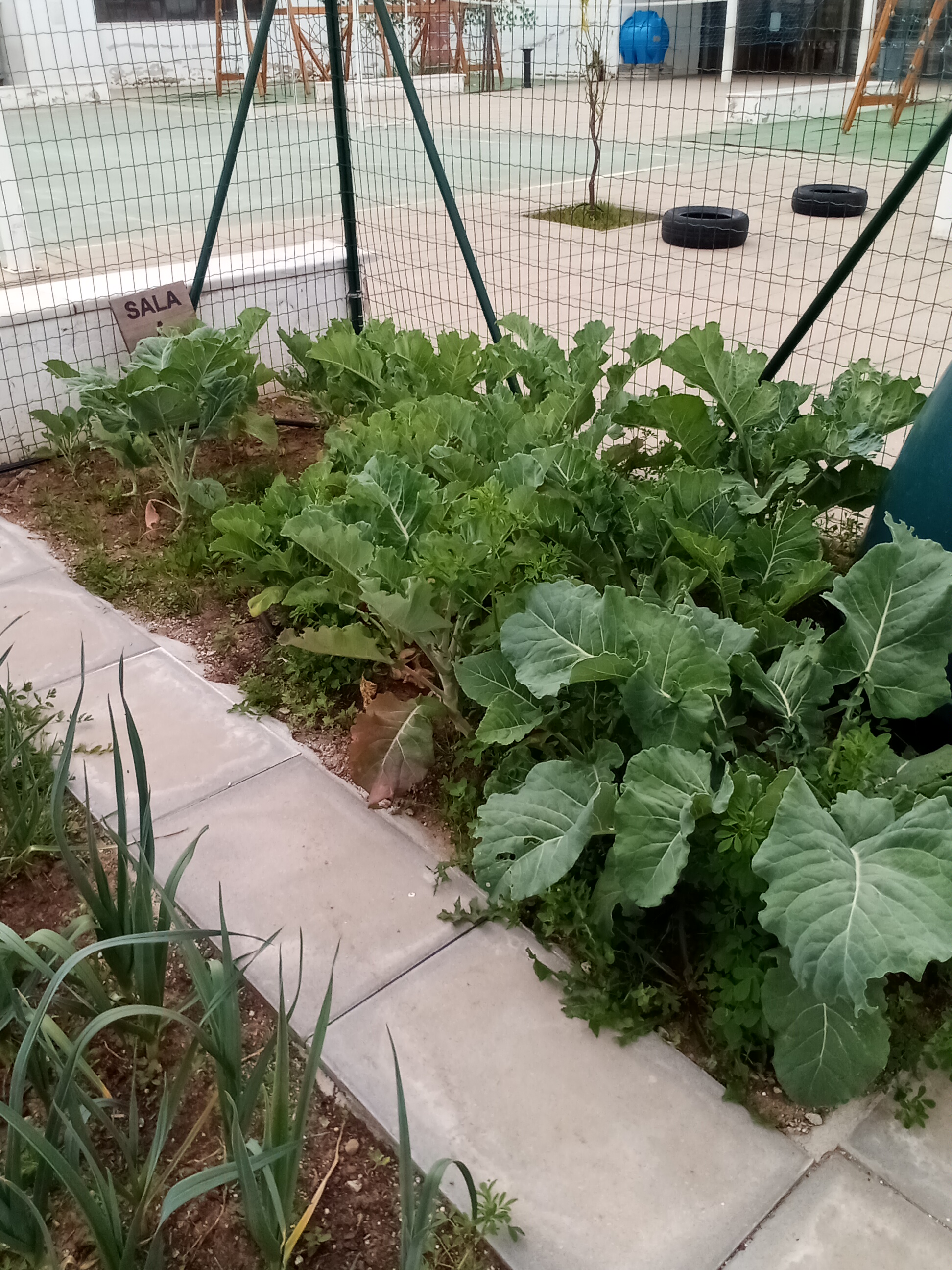 Couve galega
A couve galega foi a planta escolhida pelas crianças da sala A do Jardim de infância.