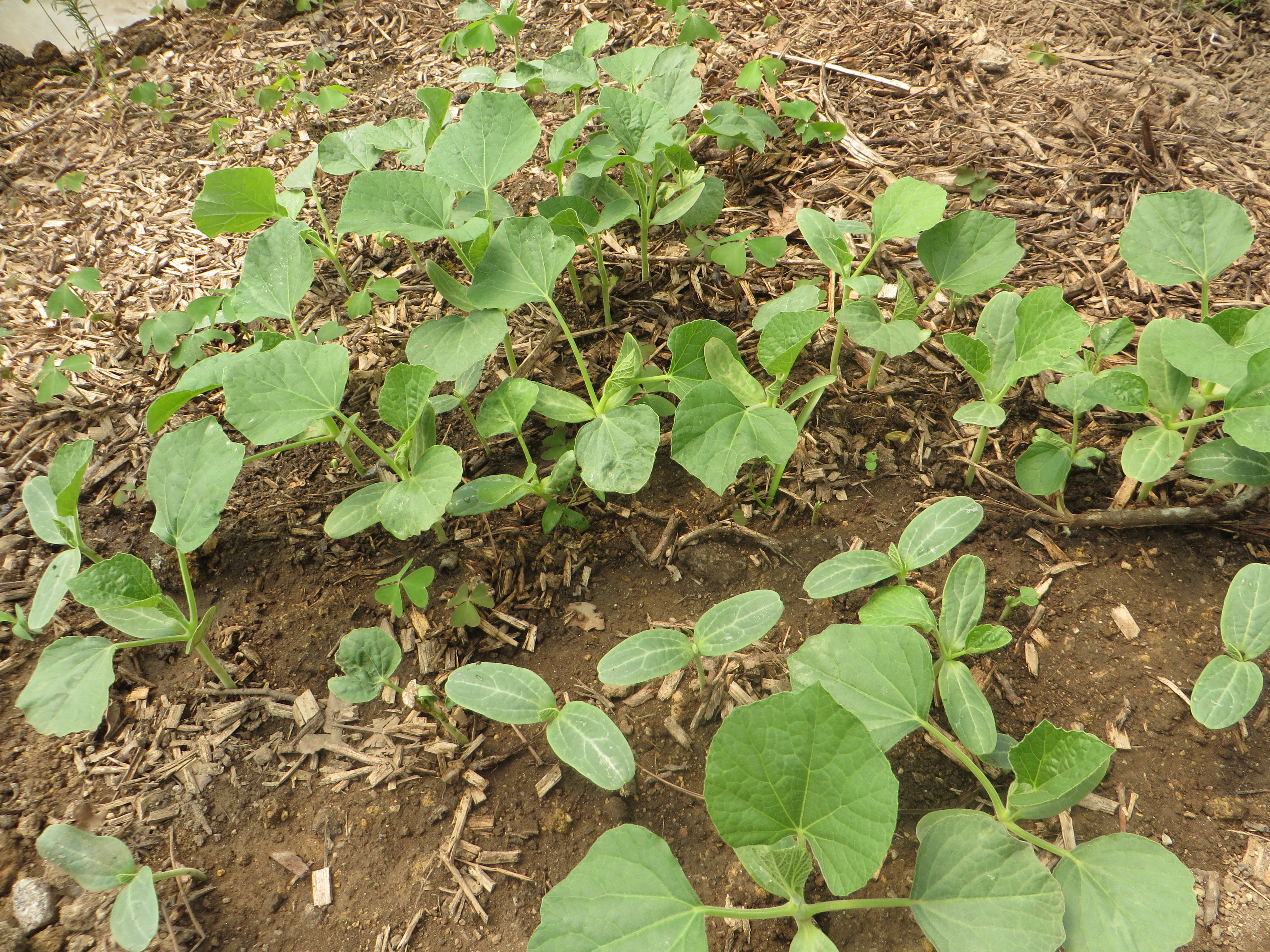 3-	EBSCC Horta Bio (Estufa) – germinação de abóboras.