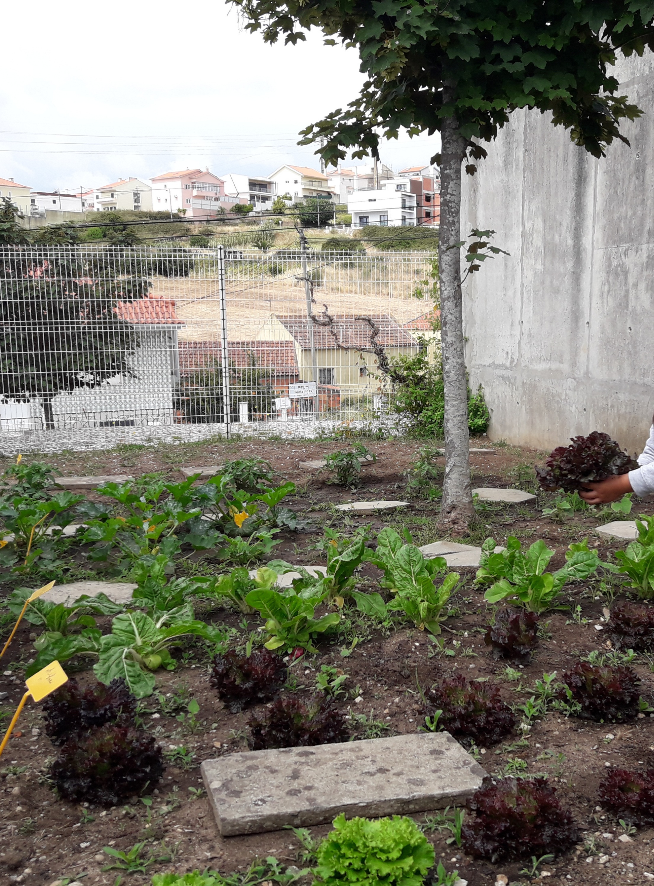 Os produtos da nossa horta, recolha de alguns para o refeitório escolar.