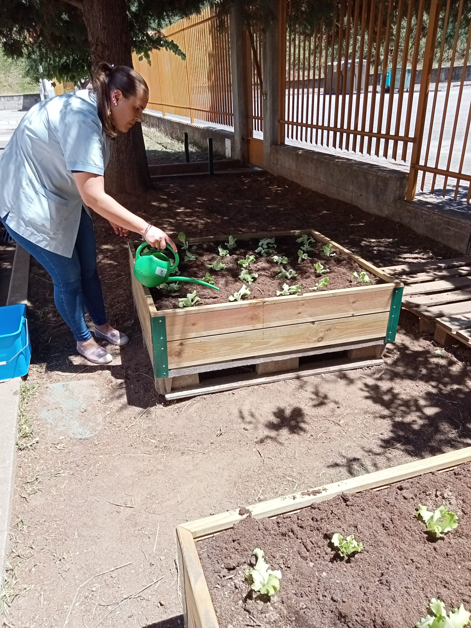 O solo utilizado resultou de uma mistura de solo local e de saco por forma a criar uma mistura capaz de responder às necessidades das plantas.