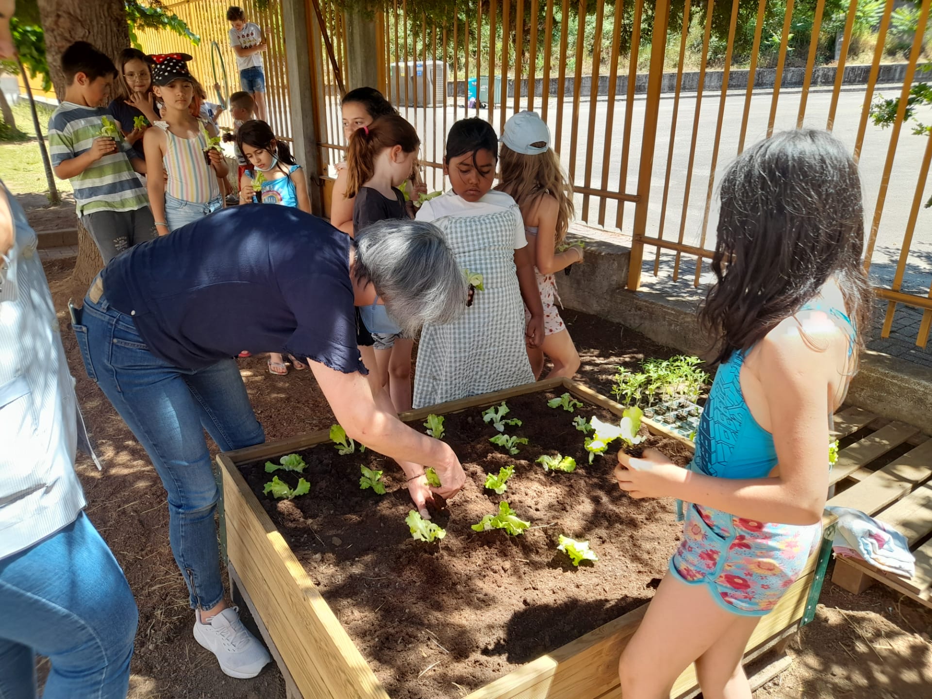 A plantar legumes com a participação dos alunos do 1.º CEB