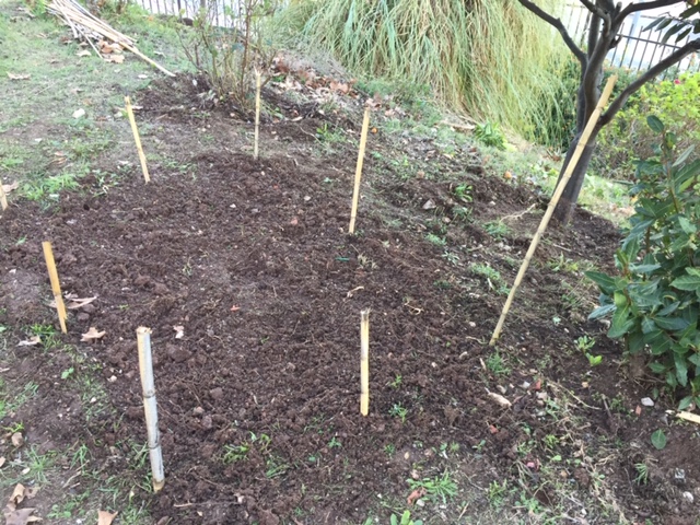 Plantação de couves e alfaces.