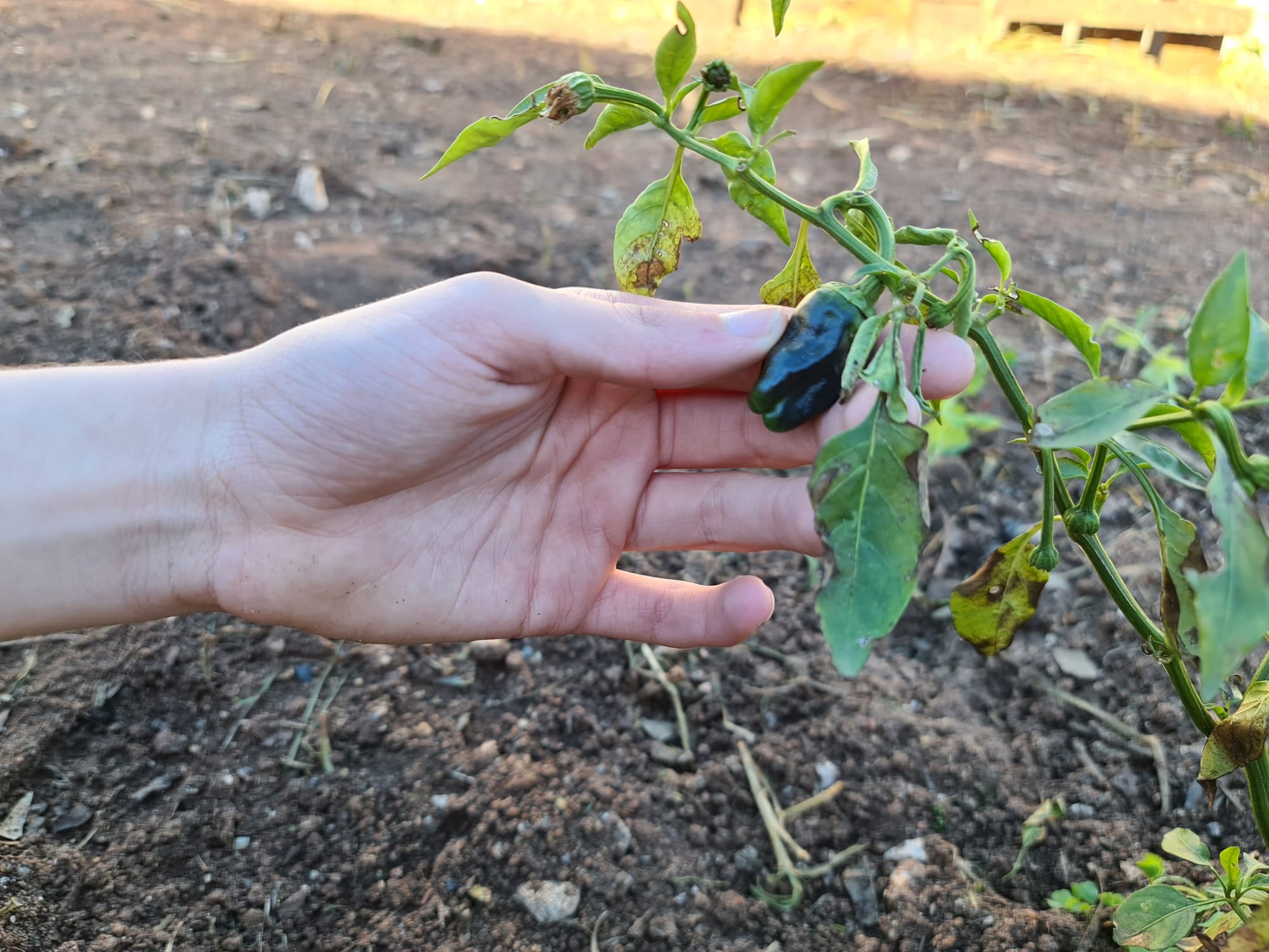 Limpeza de terreno circundante ao pimenteiro.