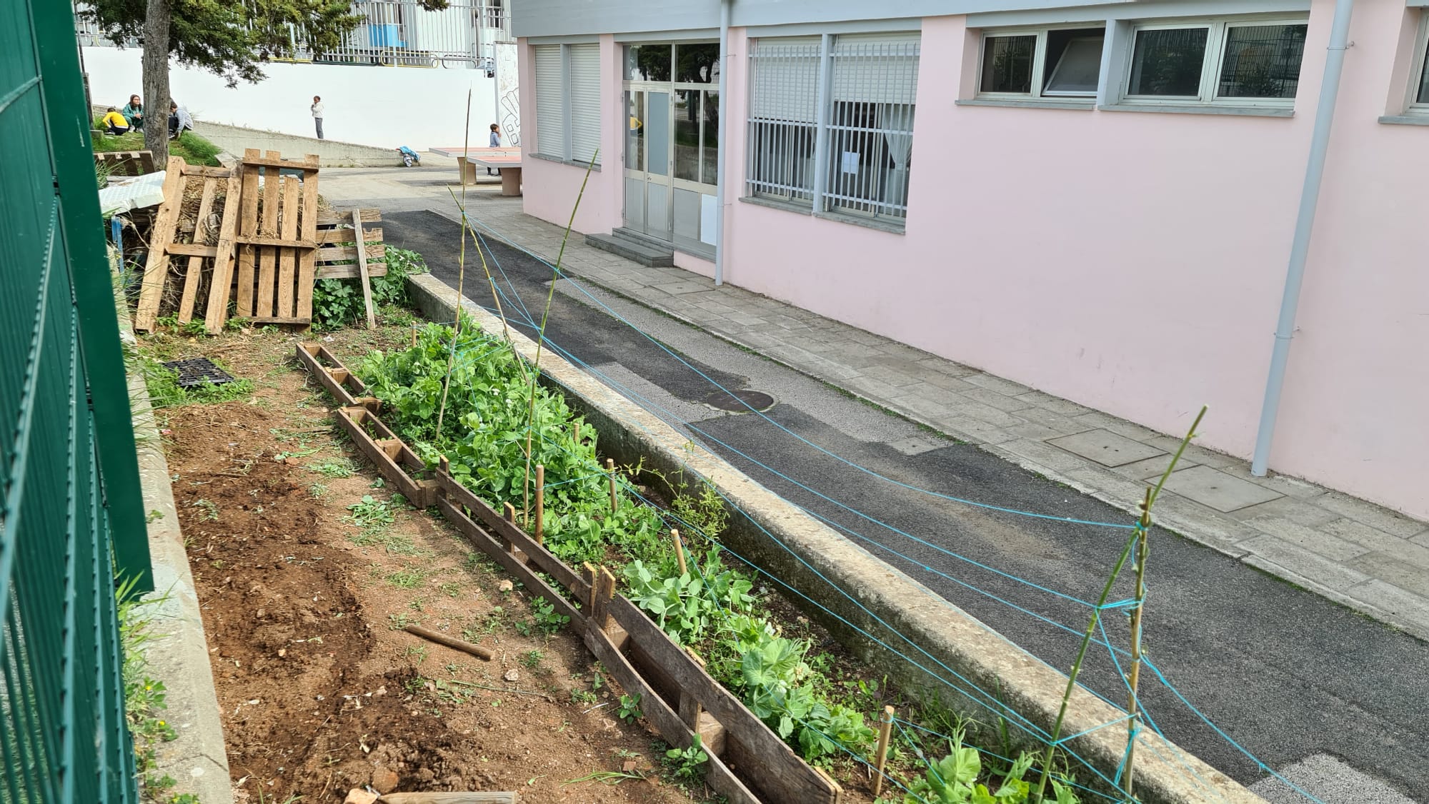 Plantação das ervilhas
