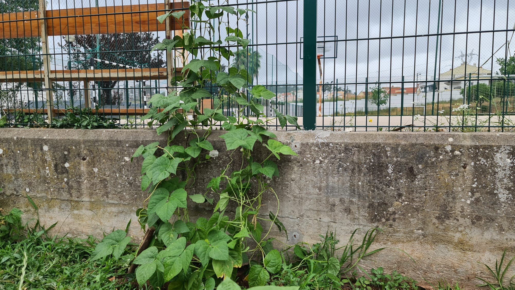 Feijão verde