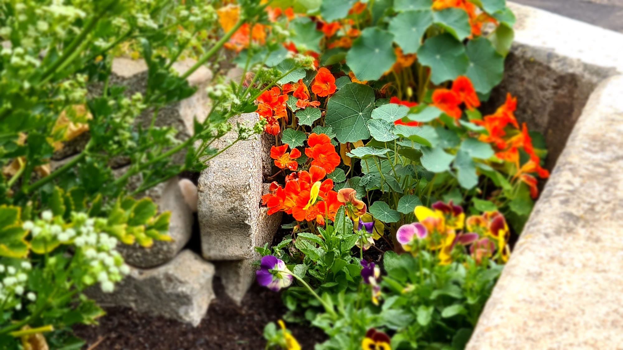 Flores comestíveis.