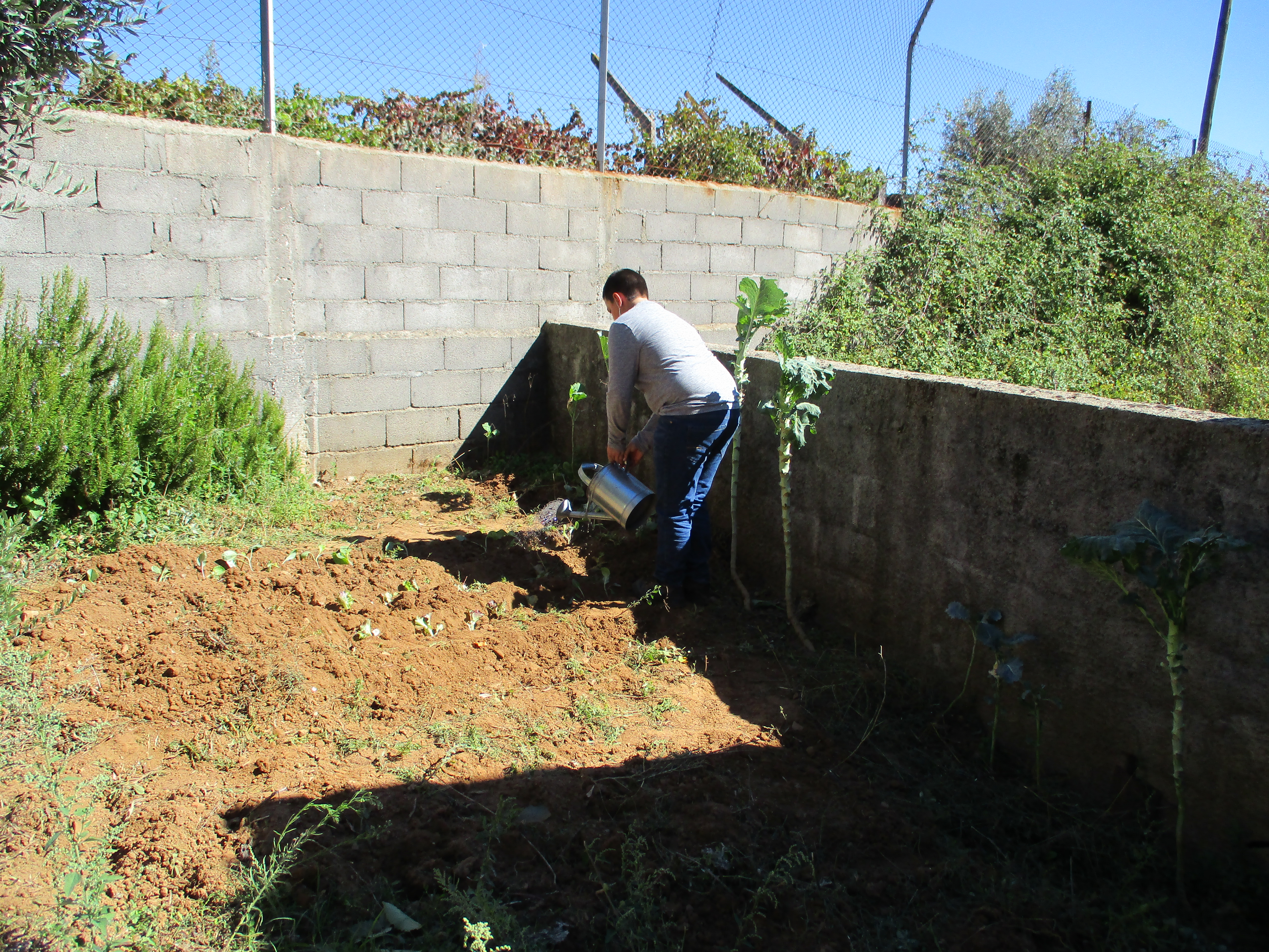 Regar a horta