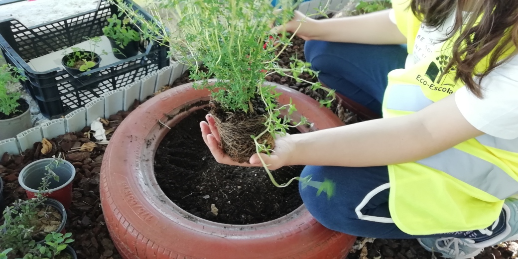 A foto 6 representa a plantação de algumas aromáticas, tais como tomilho, coentros, segurelha, óregãos, salsa, poejo, funcho e cidreira. Estas têm sido regadas e feita as mondas sempre que necessário.