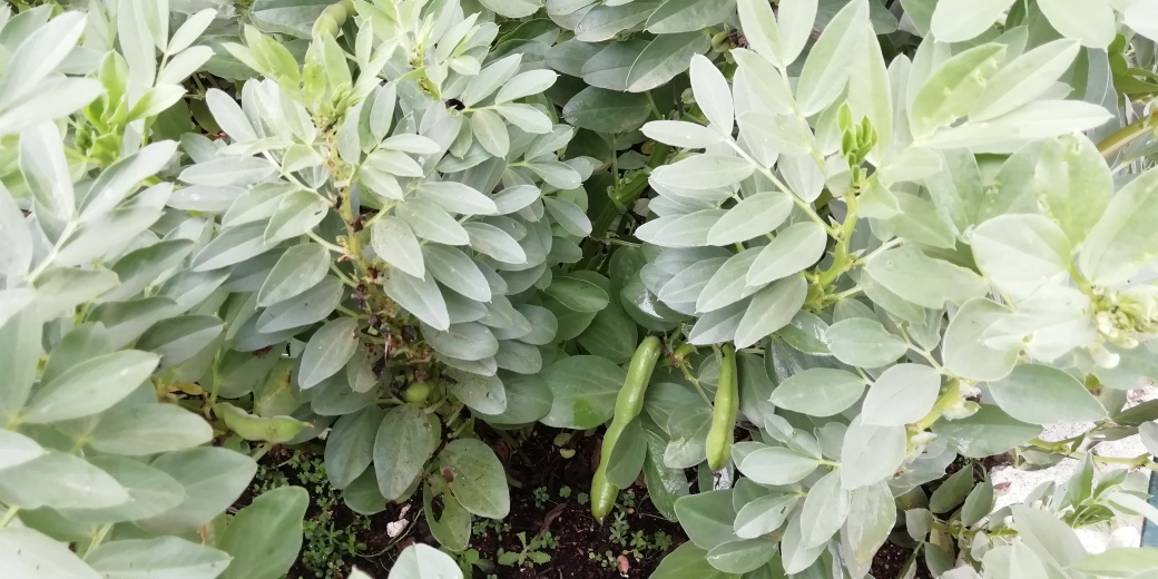 A foto mostra o canteiro das faveiras em grande desenvolvimento, já com o início das primeiras favas.