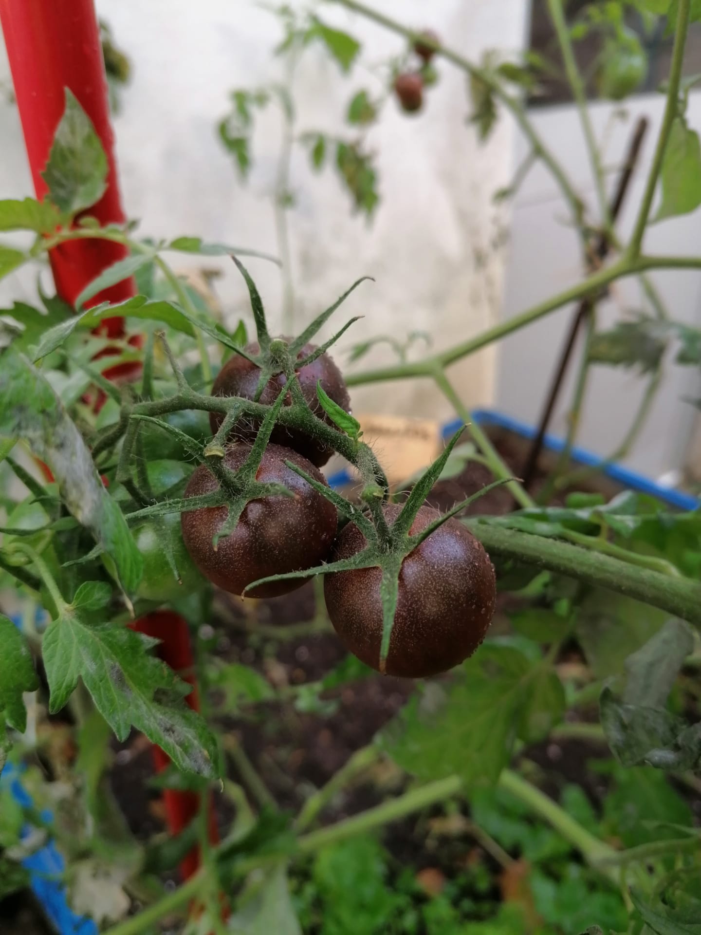 tomate-cereja negro