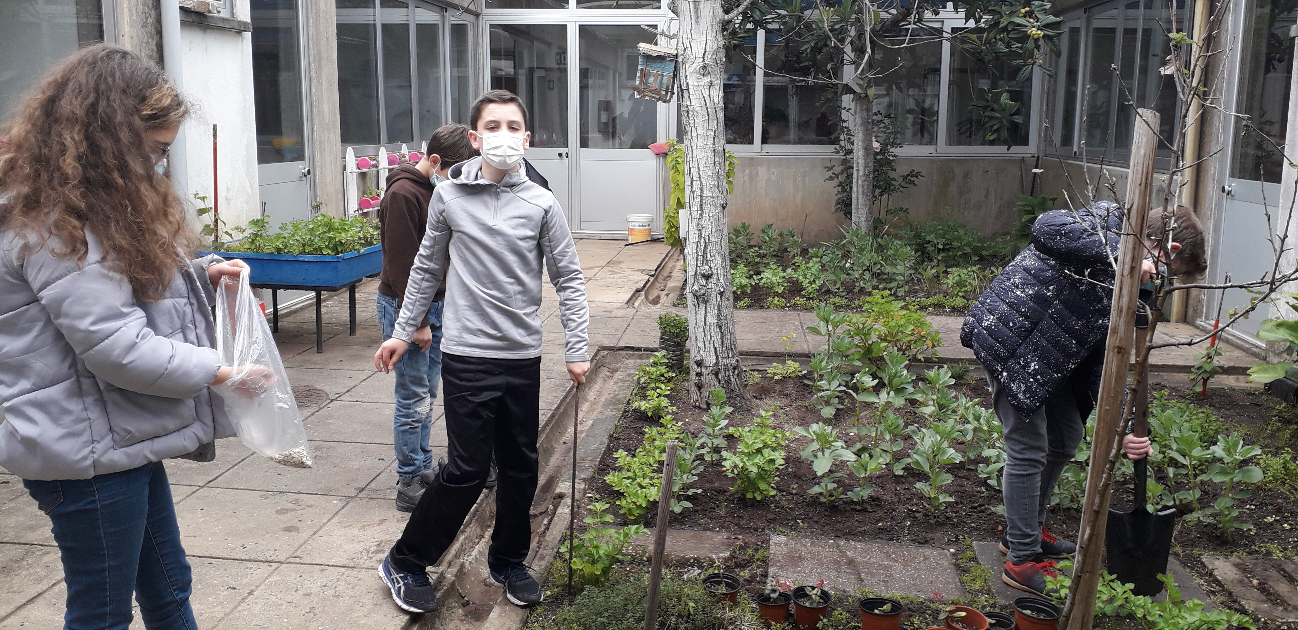 semeando girassóis a ladear a horta