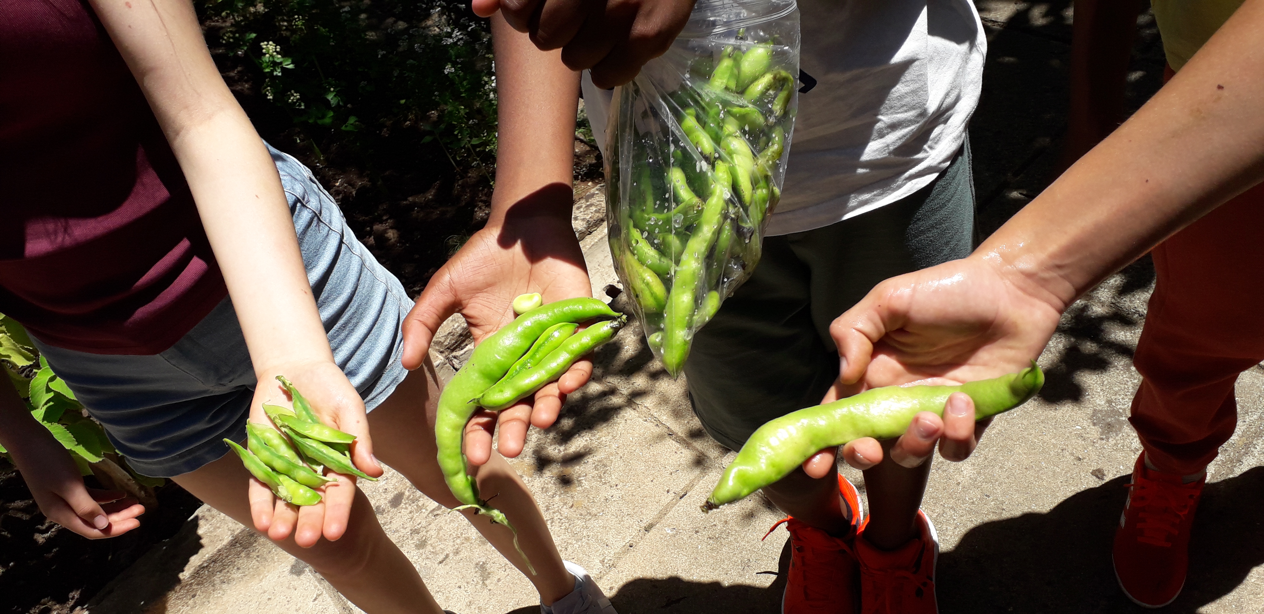 Colheita de favas e ervilhas. Aprenderam a distinguir as duas coisas!