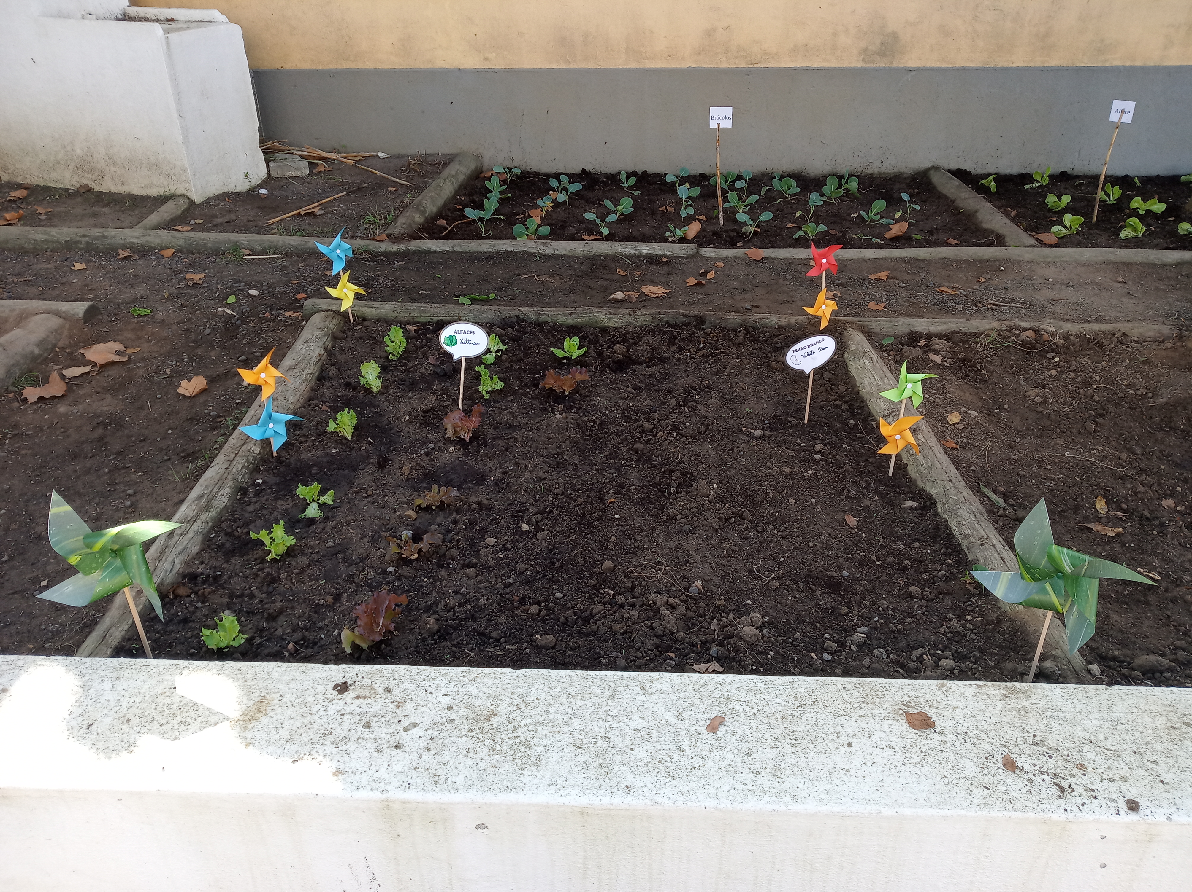 Variedade de hortícolas é o que não falta na nossa horta.
