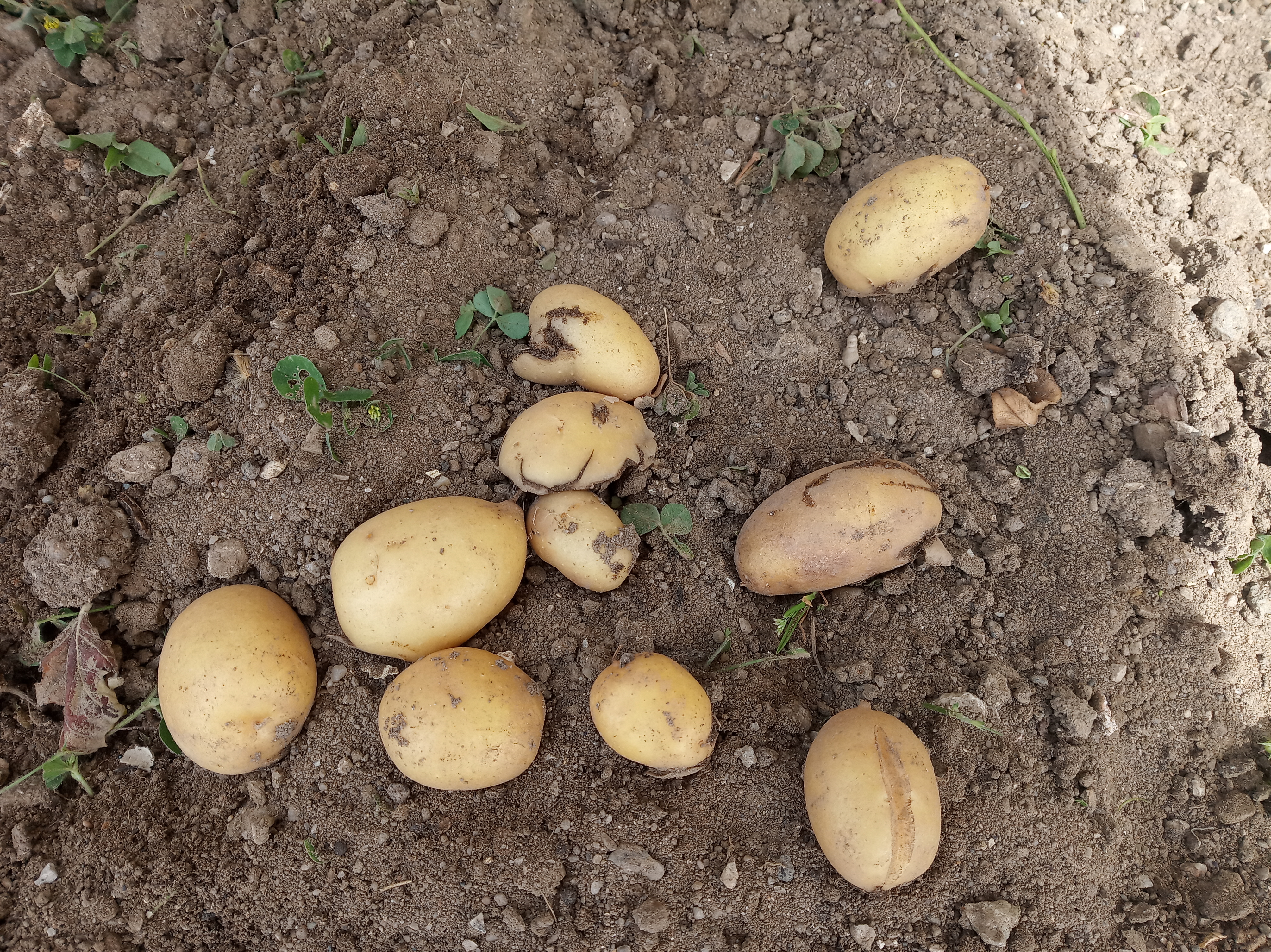 A apanha das batatas. São pequenas mas saborosas.