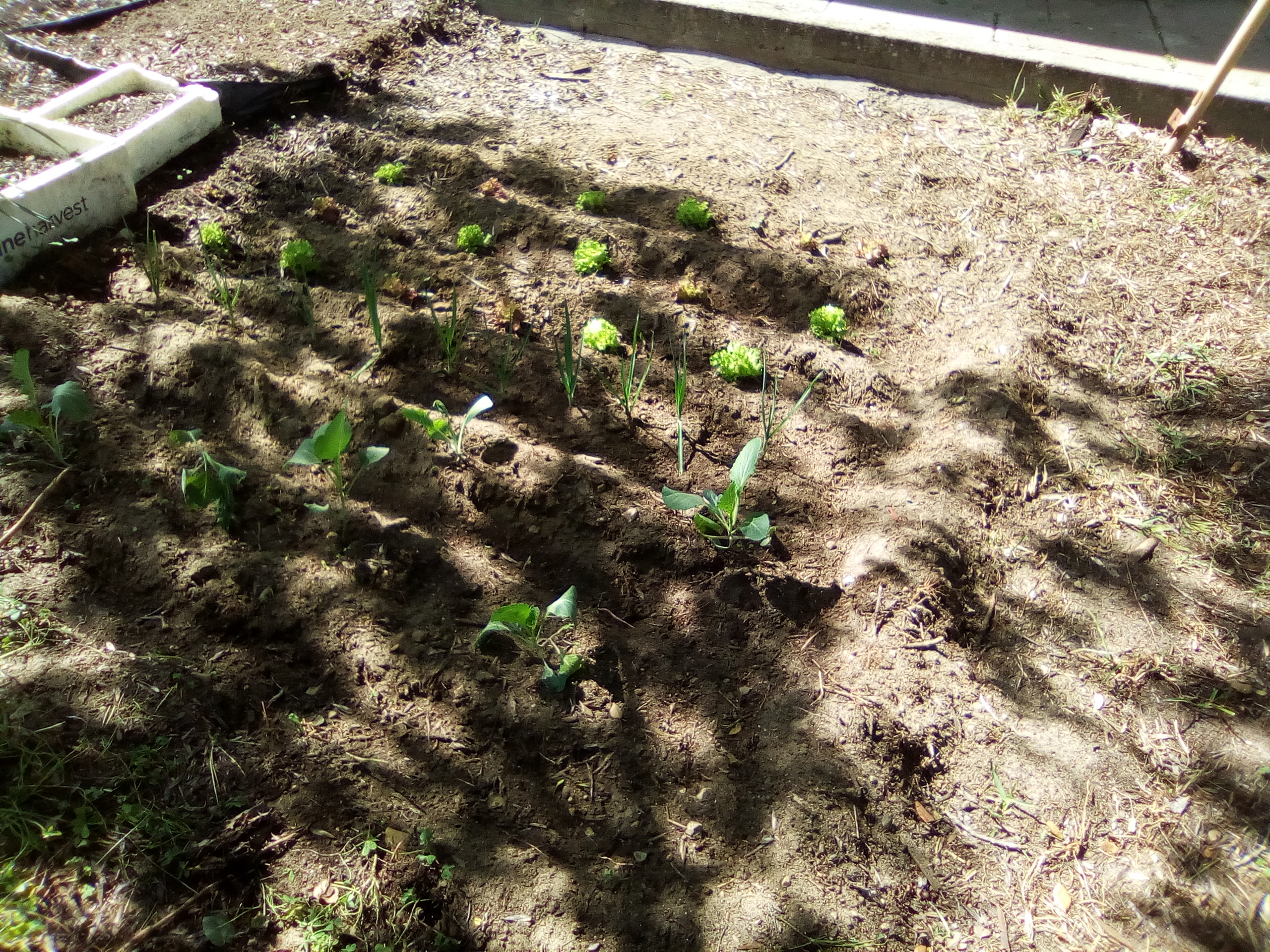 Desenvolvimentos das plantas da biohorta ao fim de duas semanas.