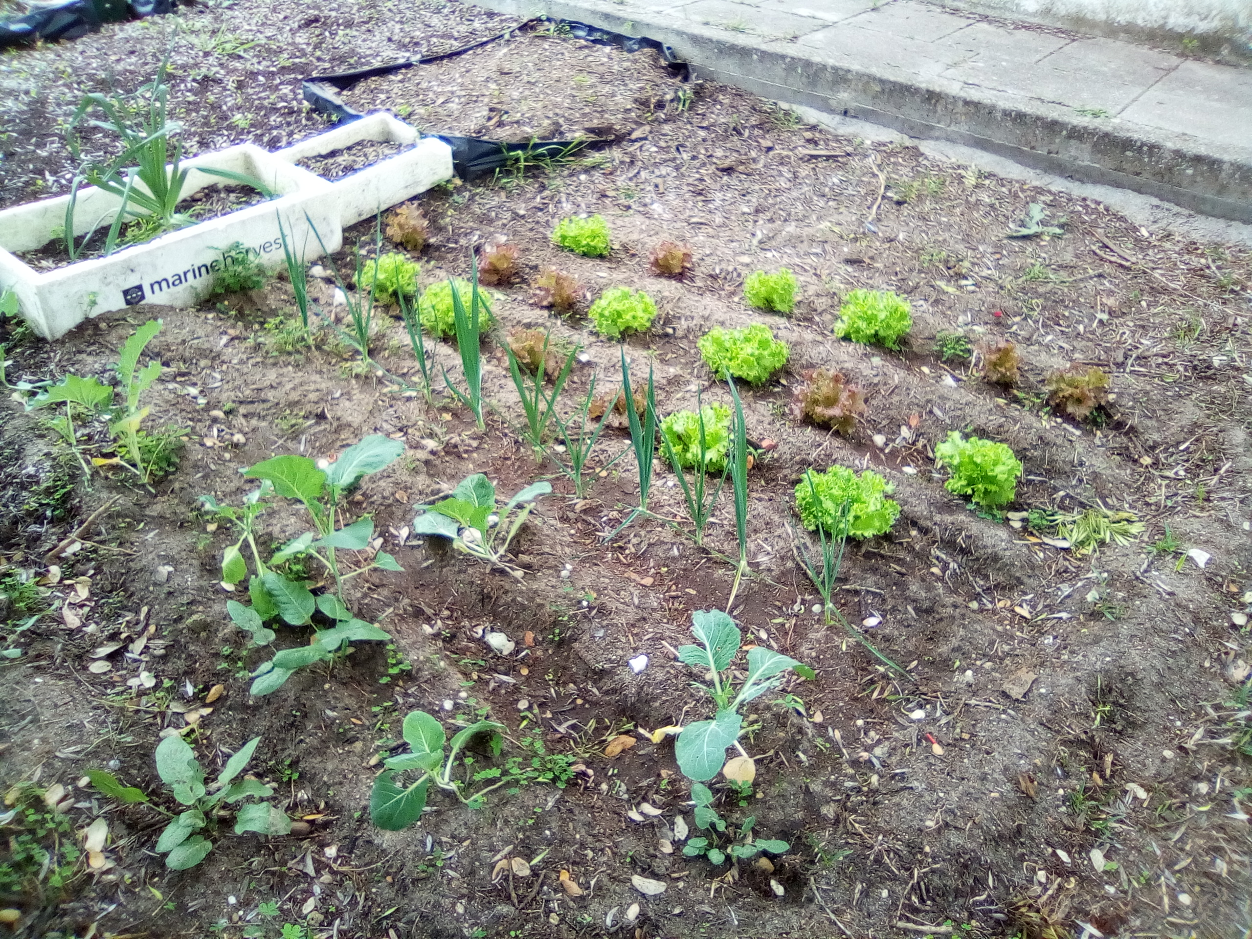 Desenvolvimento das plantas da biohorta ao de quatro semanas.