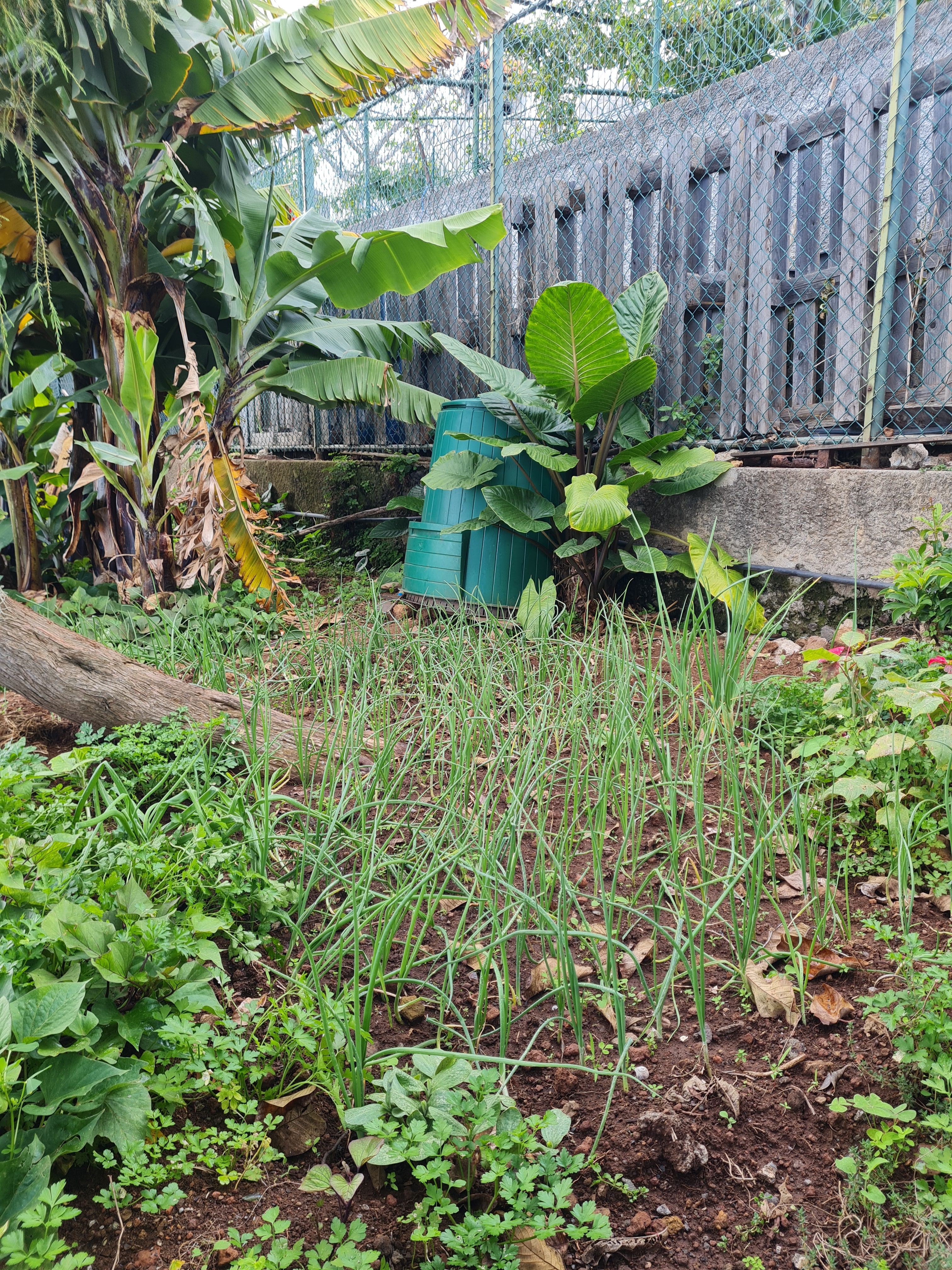 Realização de compostagem.
