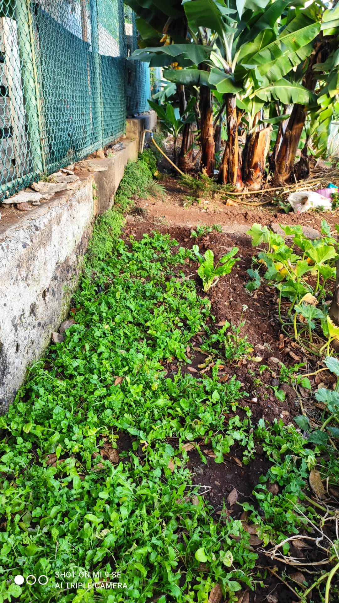 Plantas aromáticas.