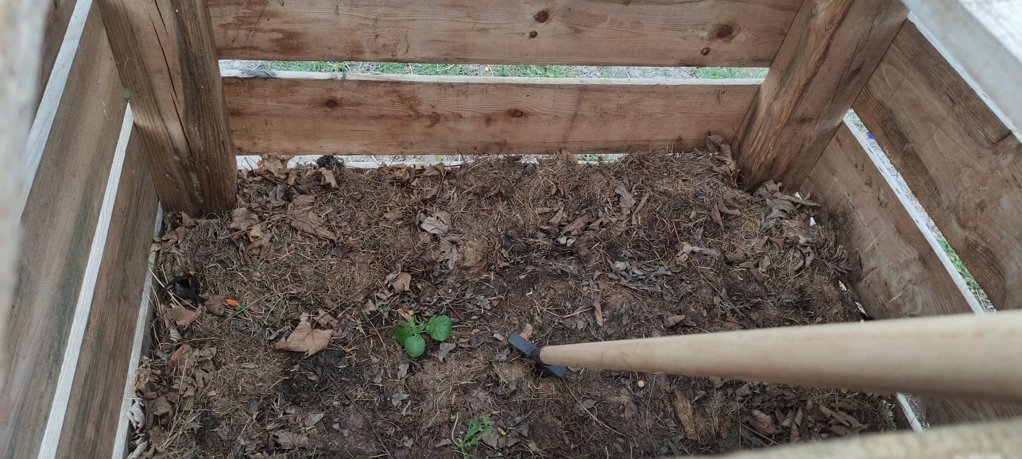 Batateira em crescimento no compostor