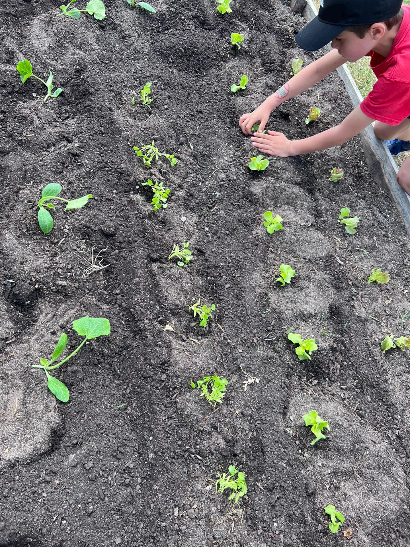 Novas plantações