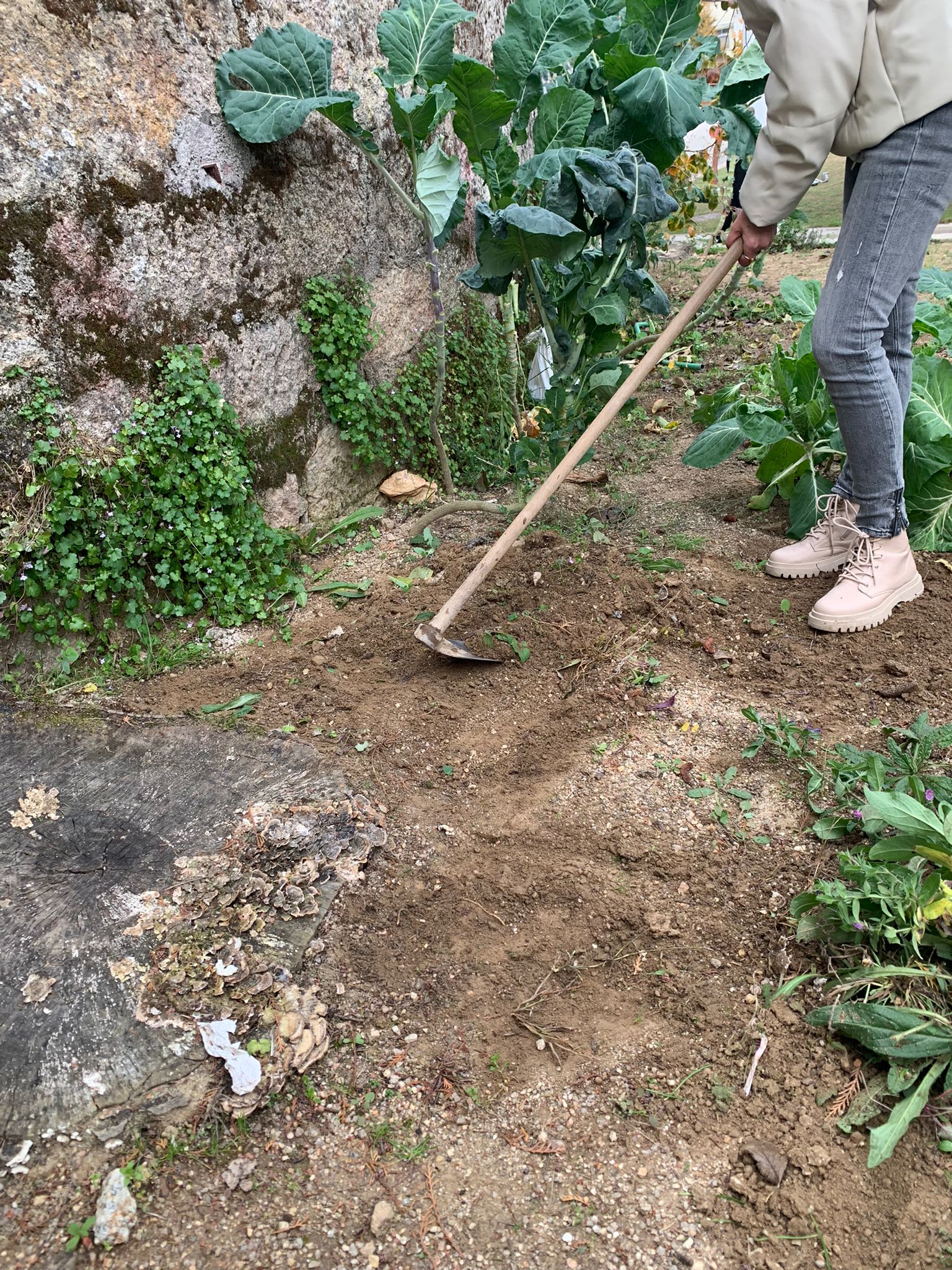 Preparação do solo para plantação de legumes e ervas aromáticas.