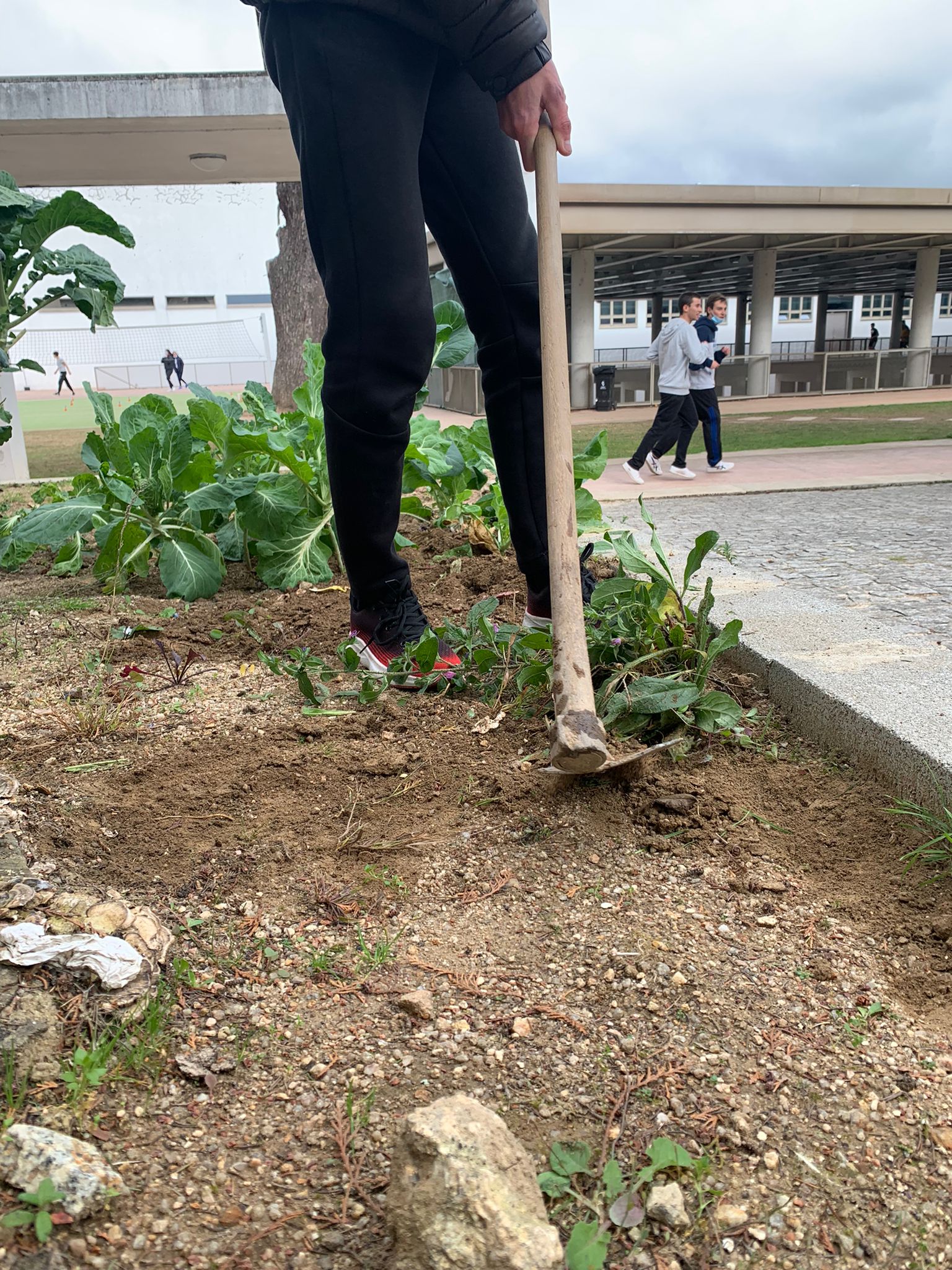 - Atividades de manutenção da horta, incluindo retirar ervas daninhas e folhas secas, (com aproveitamento para a compostagem).