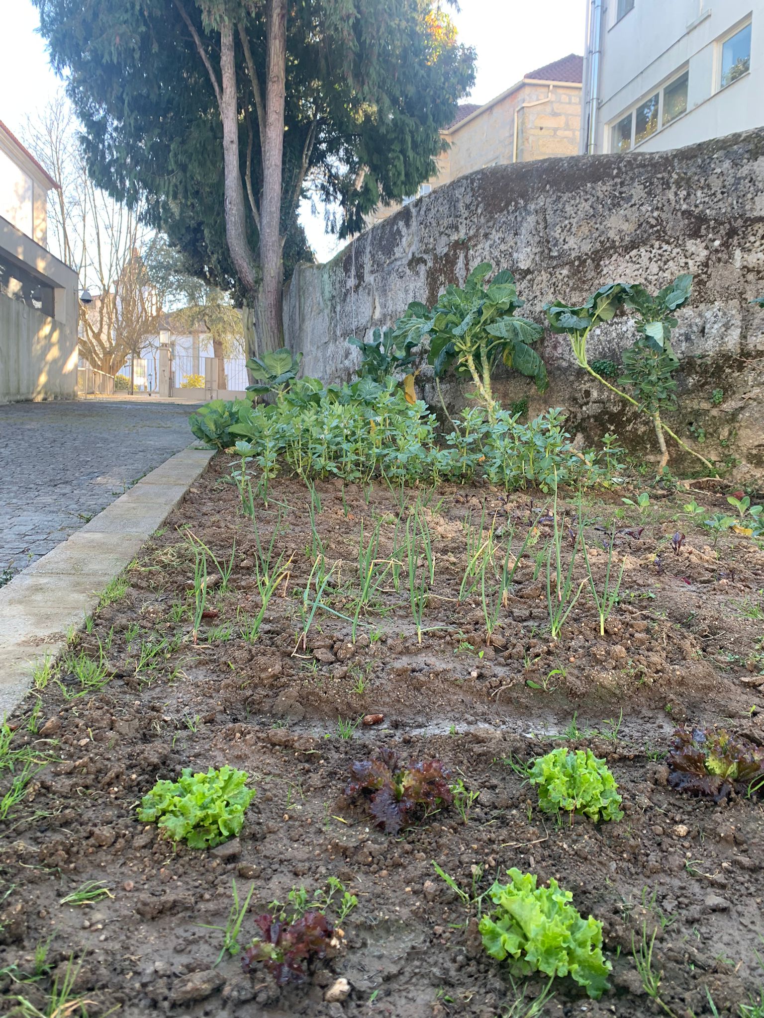 Vista geral da horta, em final de janeiro, com alfaces, cebolas, alhos, faveiras e couves.