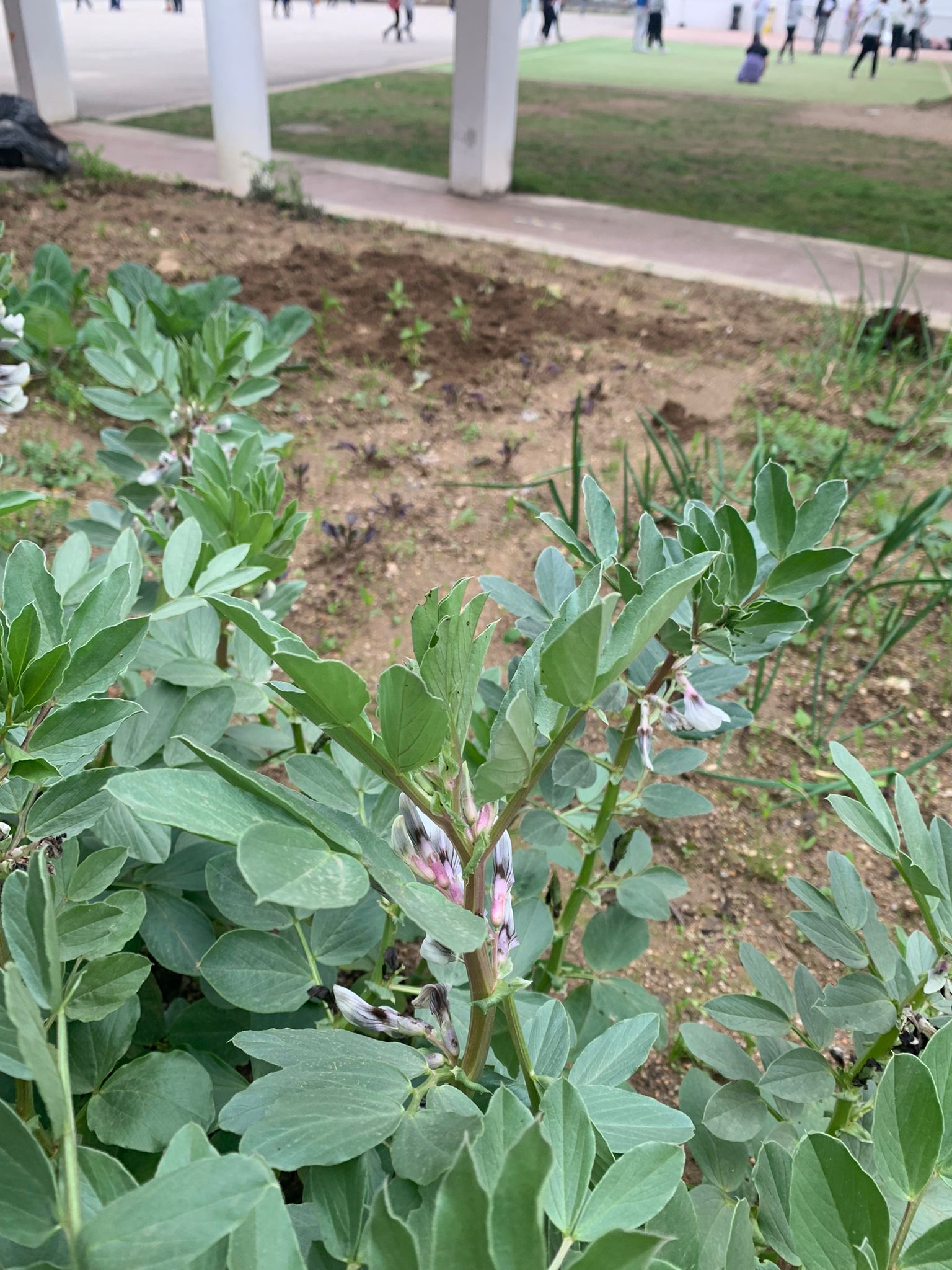 Faveiras em flor, sendo que os alunos continuam a fazer pesquisas para as plantações e manutenção da horta.