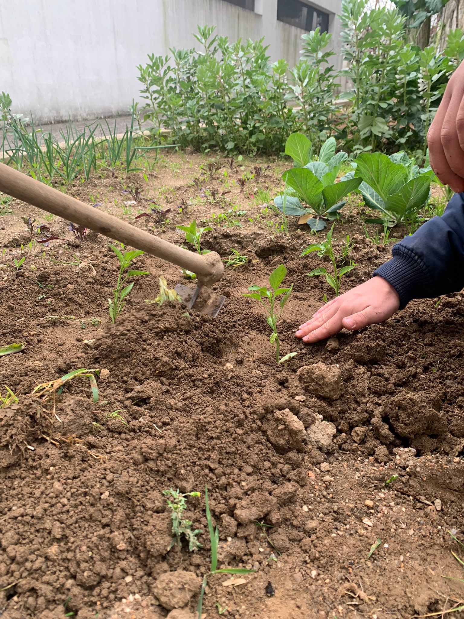 Alunos empenhados na manutenção e enriquecimento do espaço: plantação de pimenteiros.