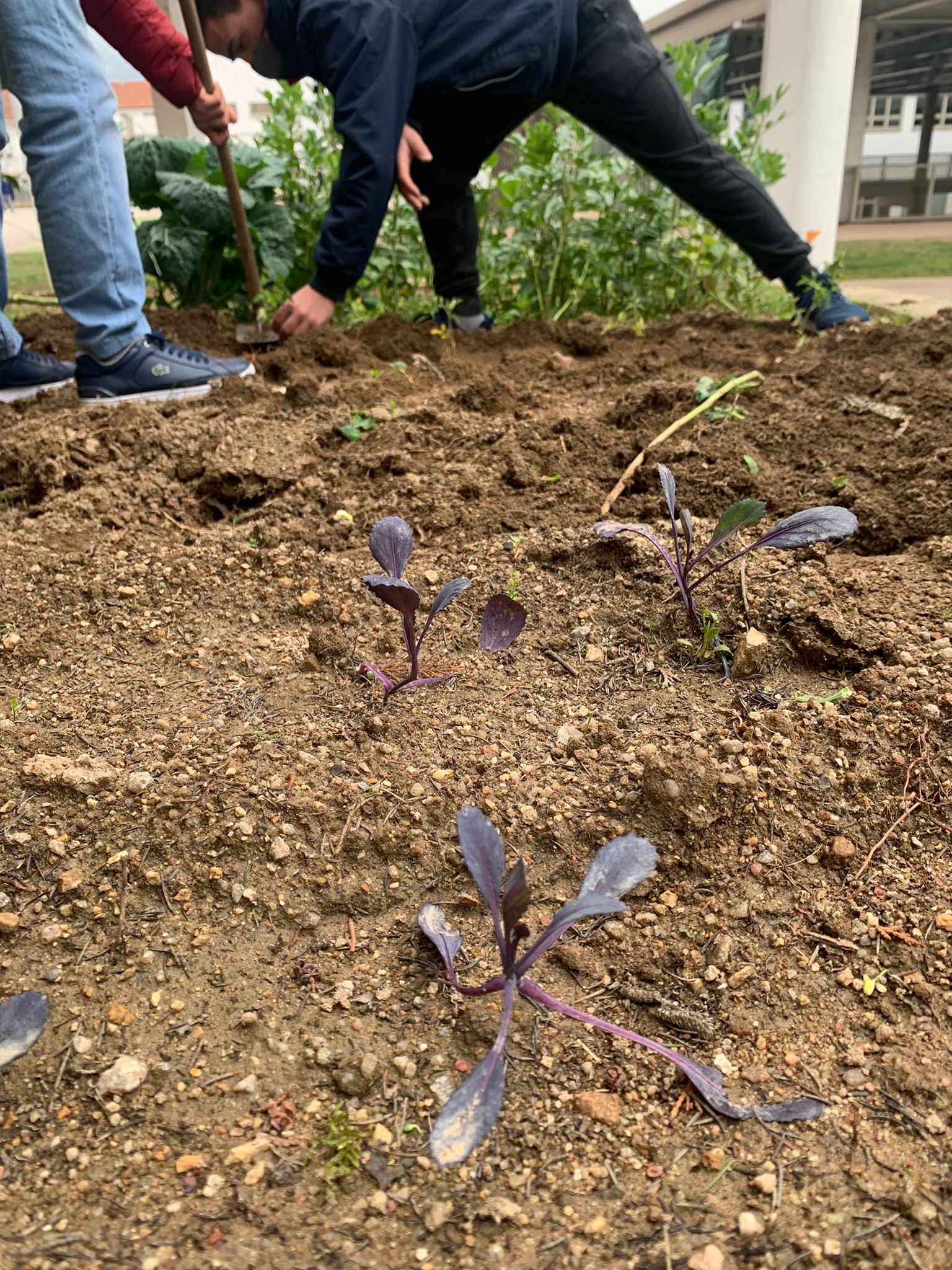Algumas couves roxas em crescimento, e alunos a participar ativamente na dinâmica da preparação da terra.