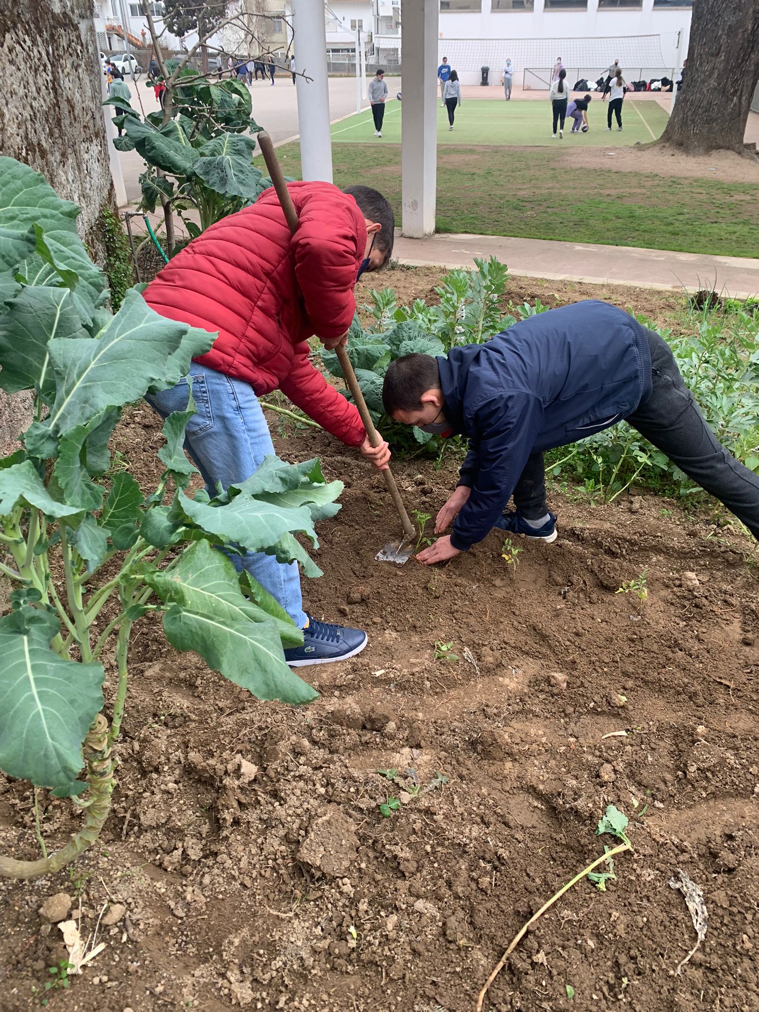 Plantação de tomateiros, com o envolvimento ativo e empenhado dos alunos.