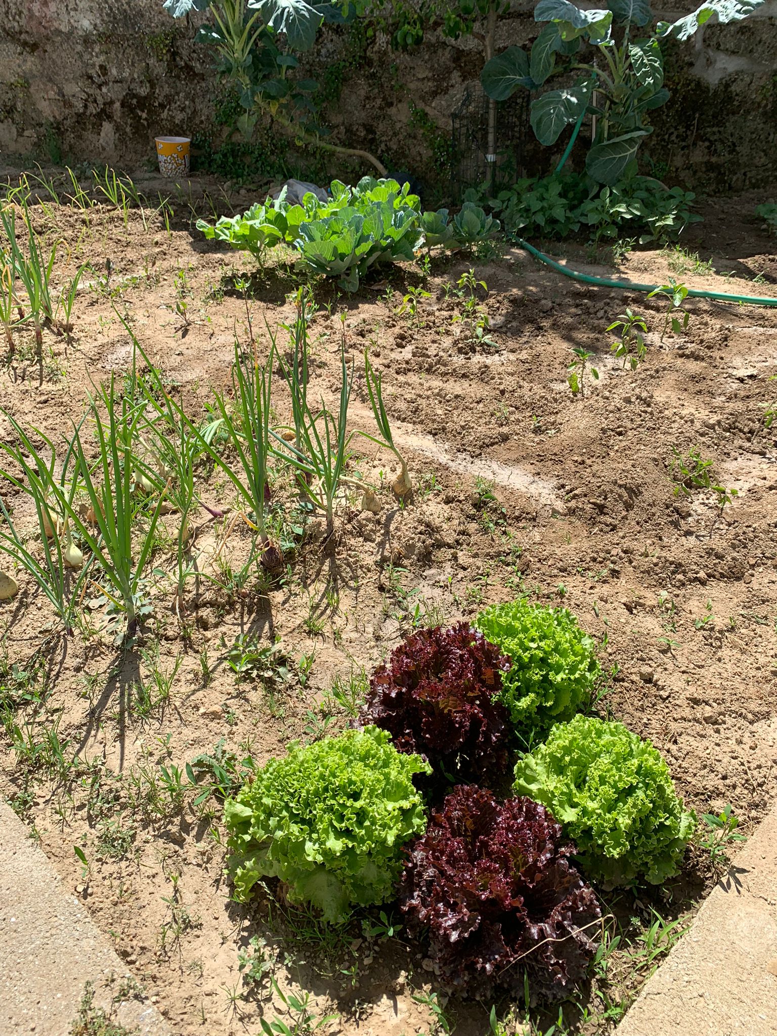 Alfaces, pimentos, alhos e cebolas em crescimento.