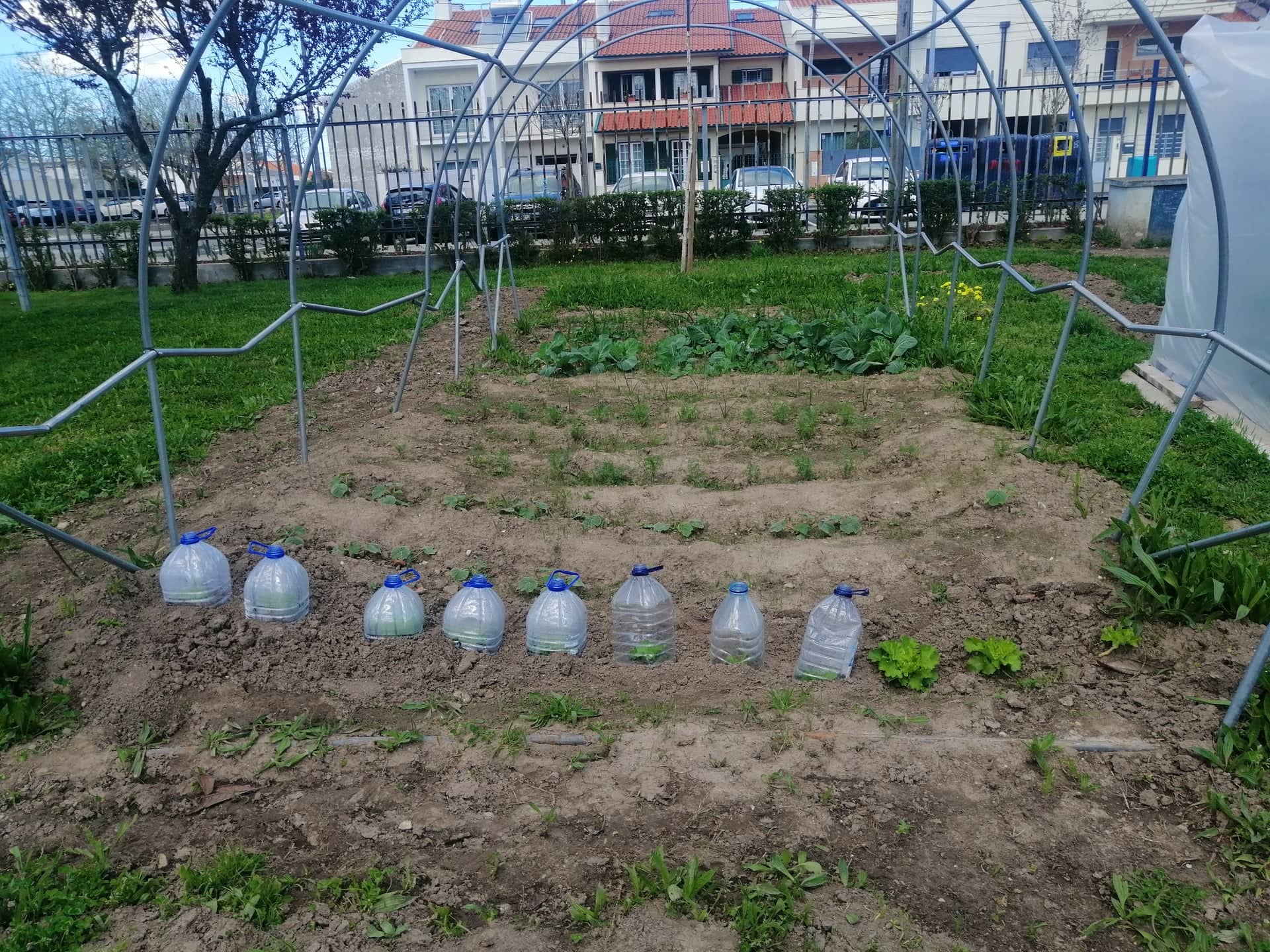 Horta grande com couves, cenouras, abobreiras e alfaces.