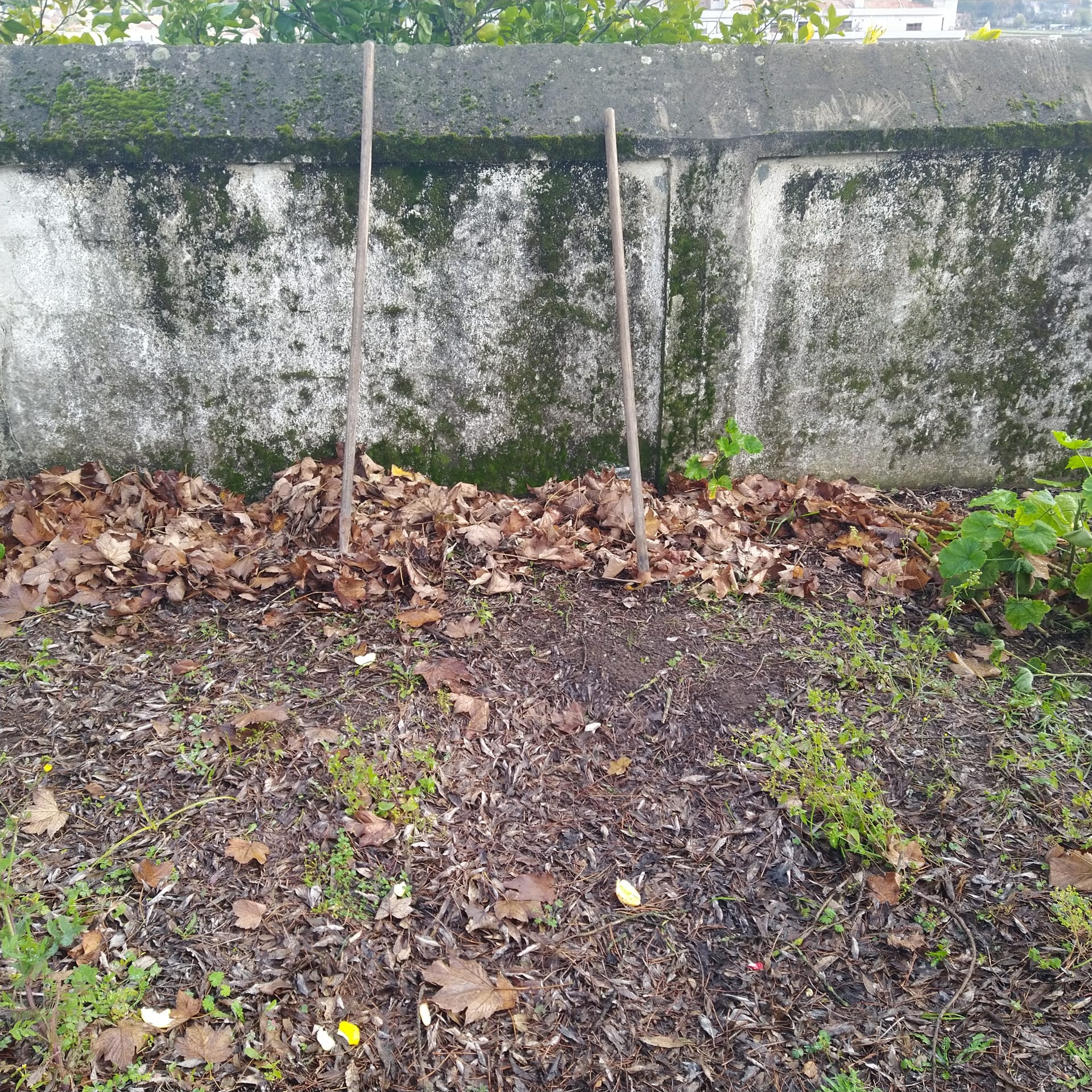 Aspeto do terreno escolhido para a localização da Horta.
Terreno sem qualquer tratamento - início dos trabalhos de preparação (visão geral).