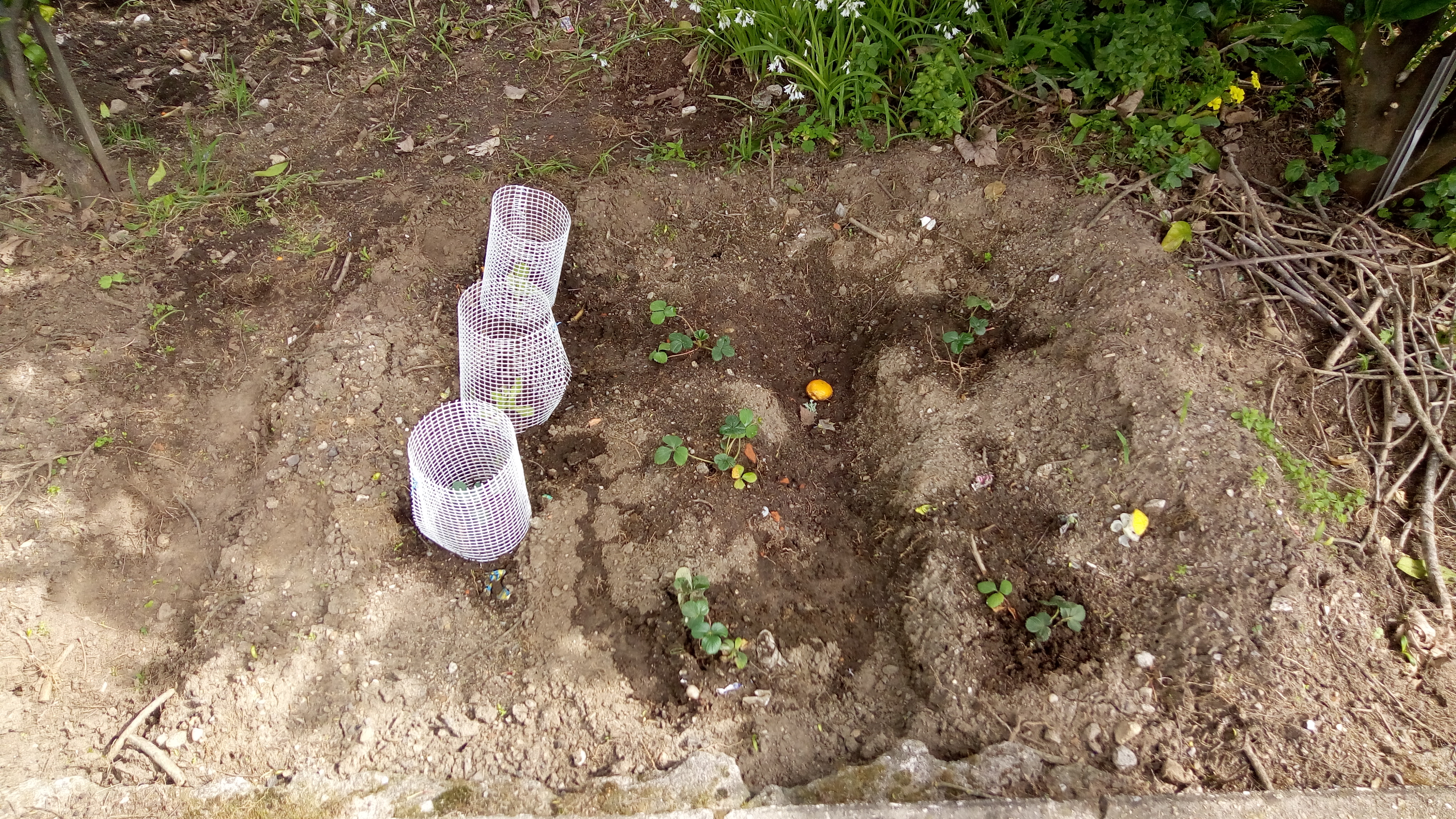 Morangueiros plantados.