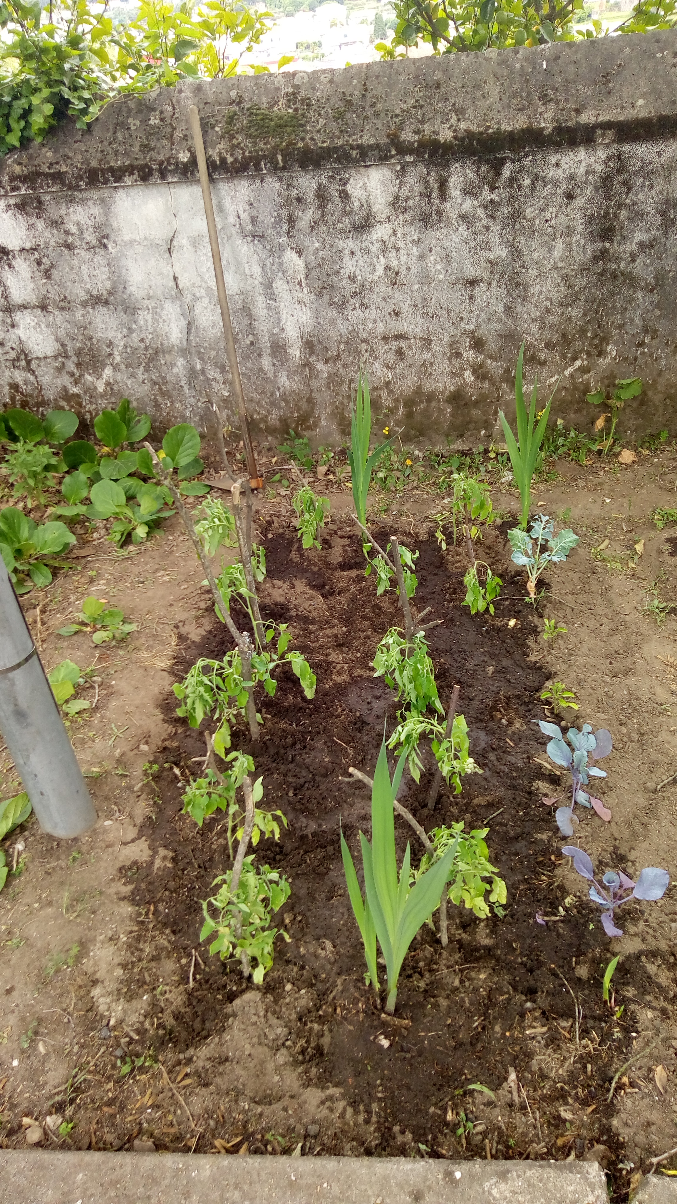 Plantação de tomateiros.