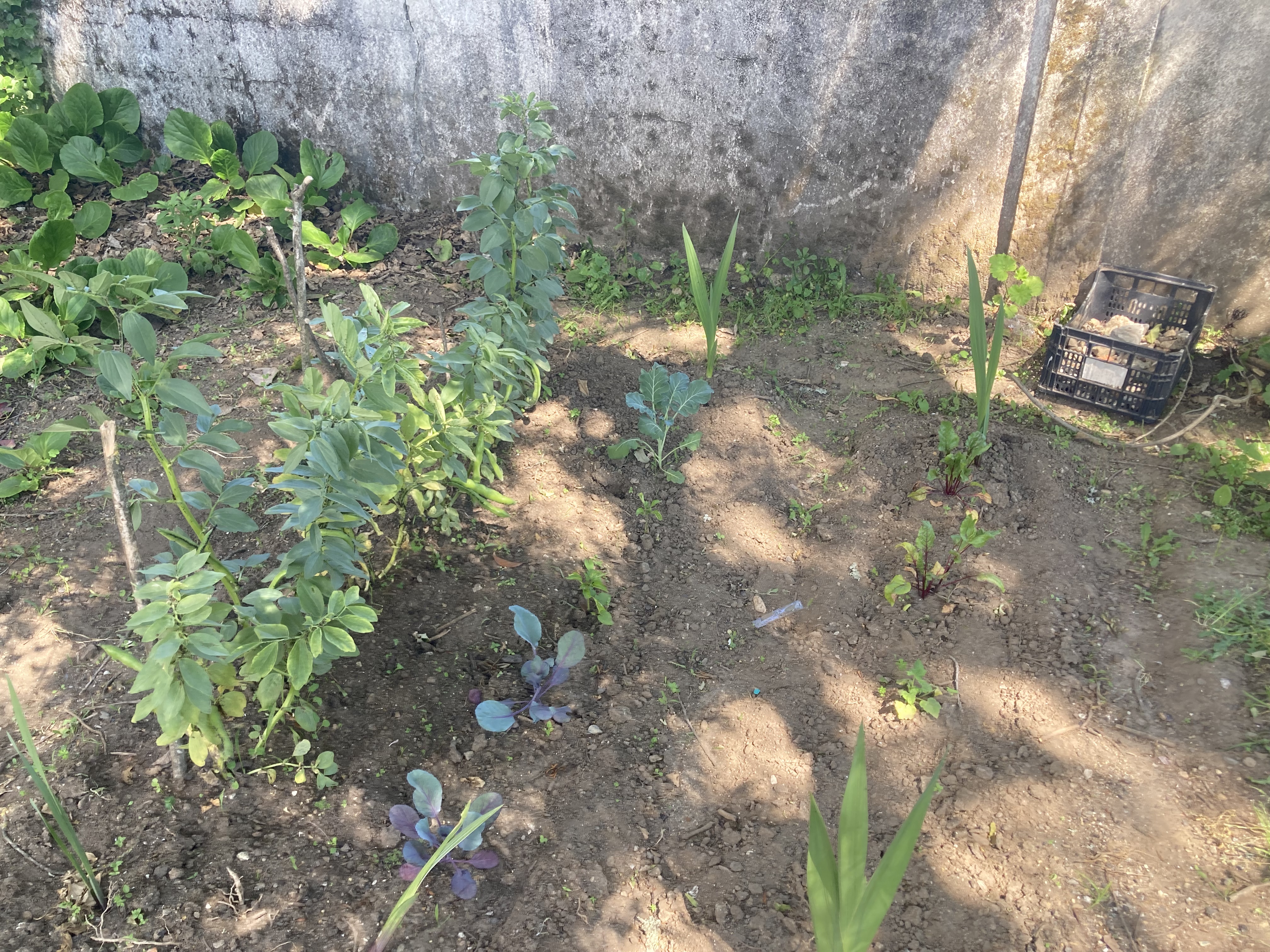 Favas, couve-roxa, beterrabas, pimentos e gladíolos.