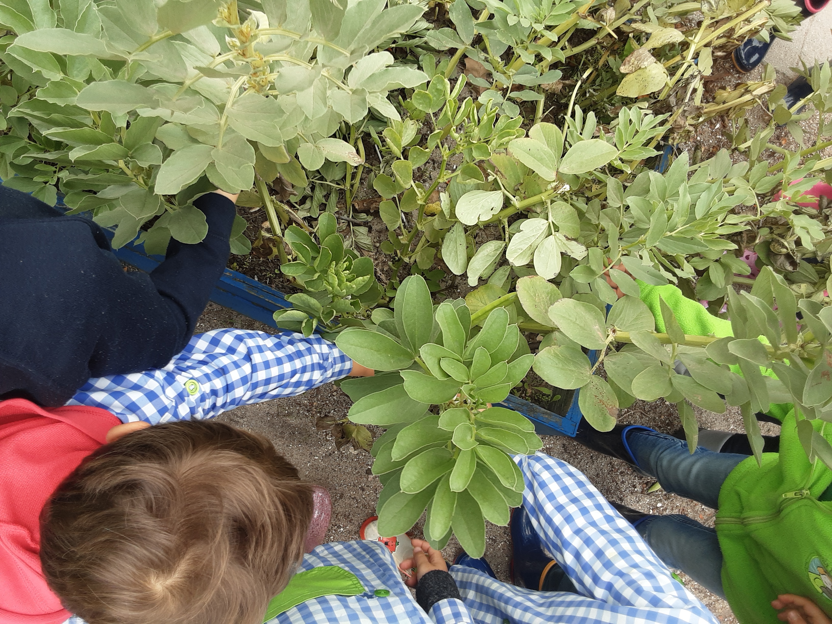 Colheita das hortícolas - favas