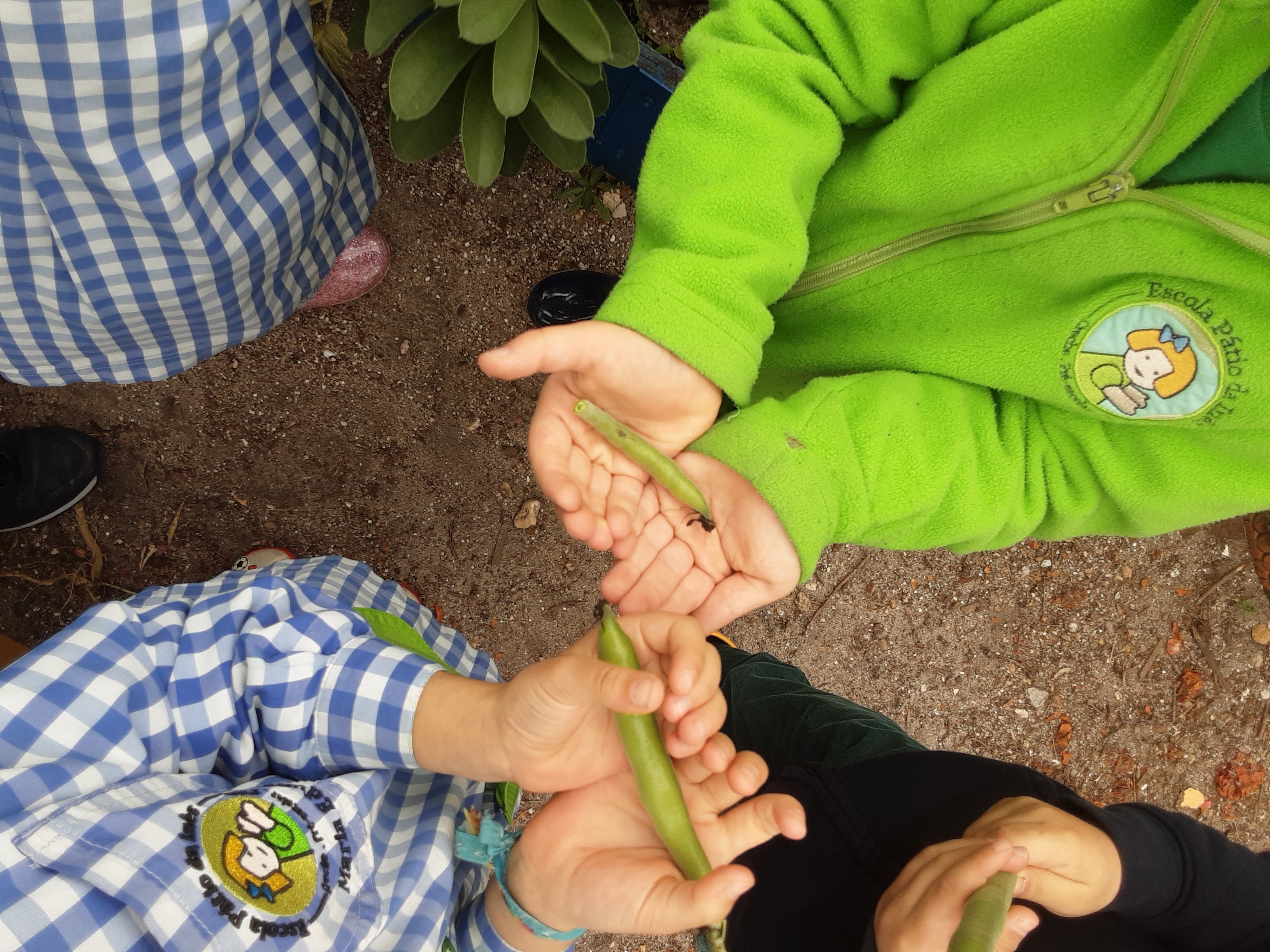 Colheita das hortícolas - favas