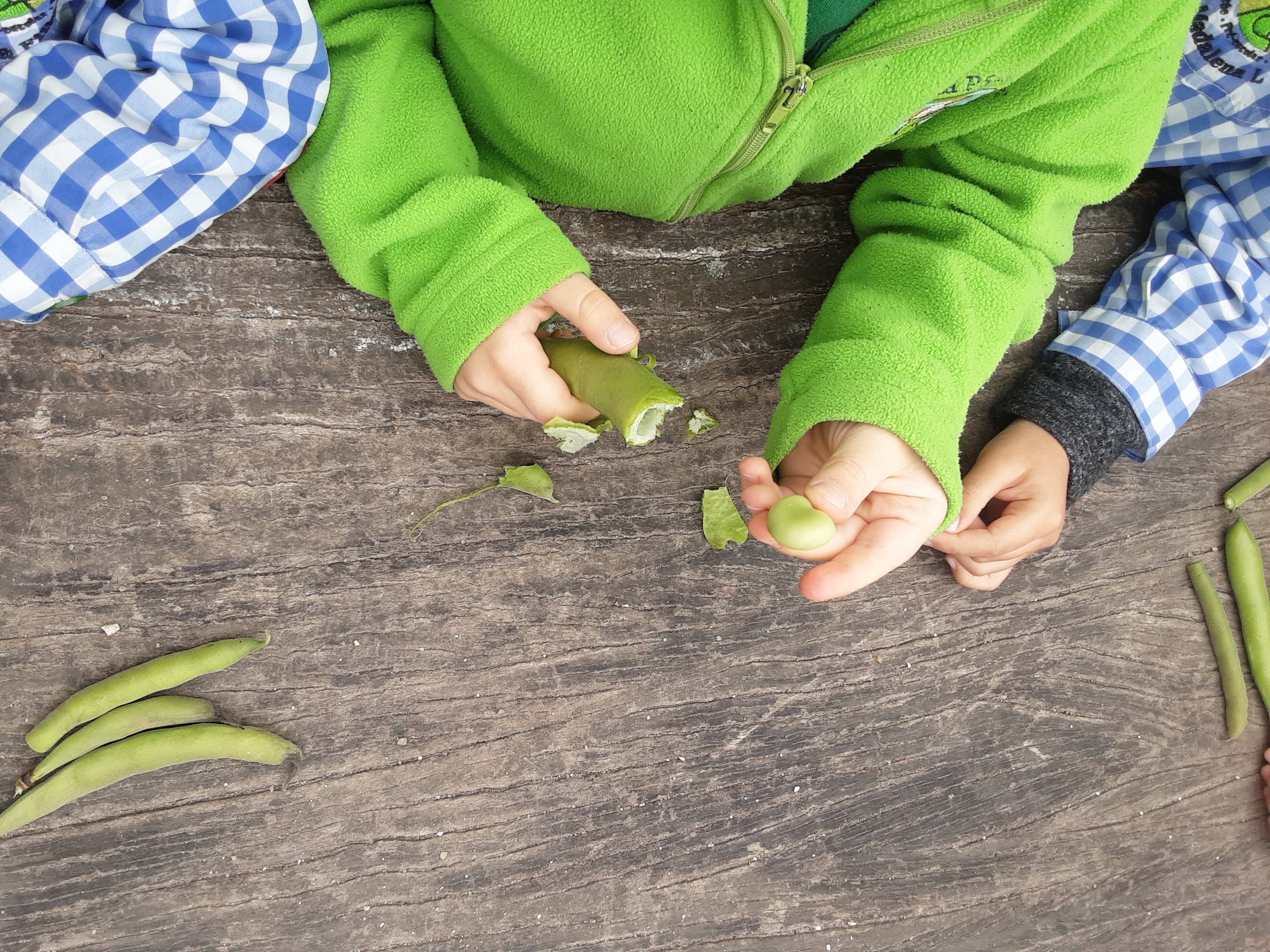 tratamento das favas para consumo na nossa cozinha